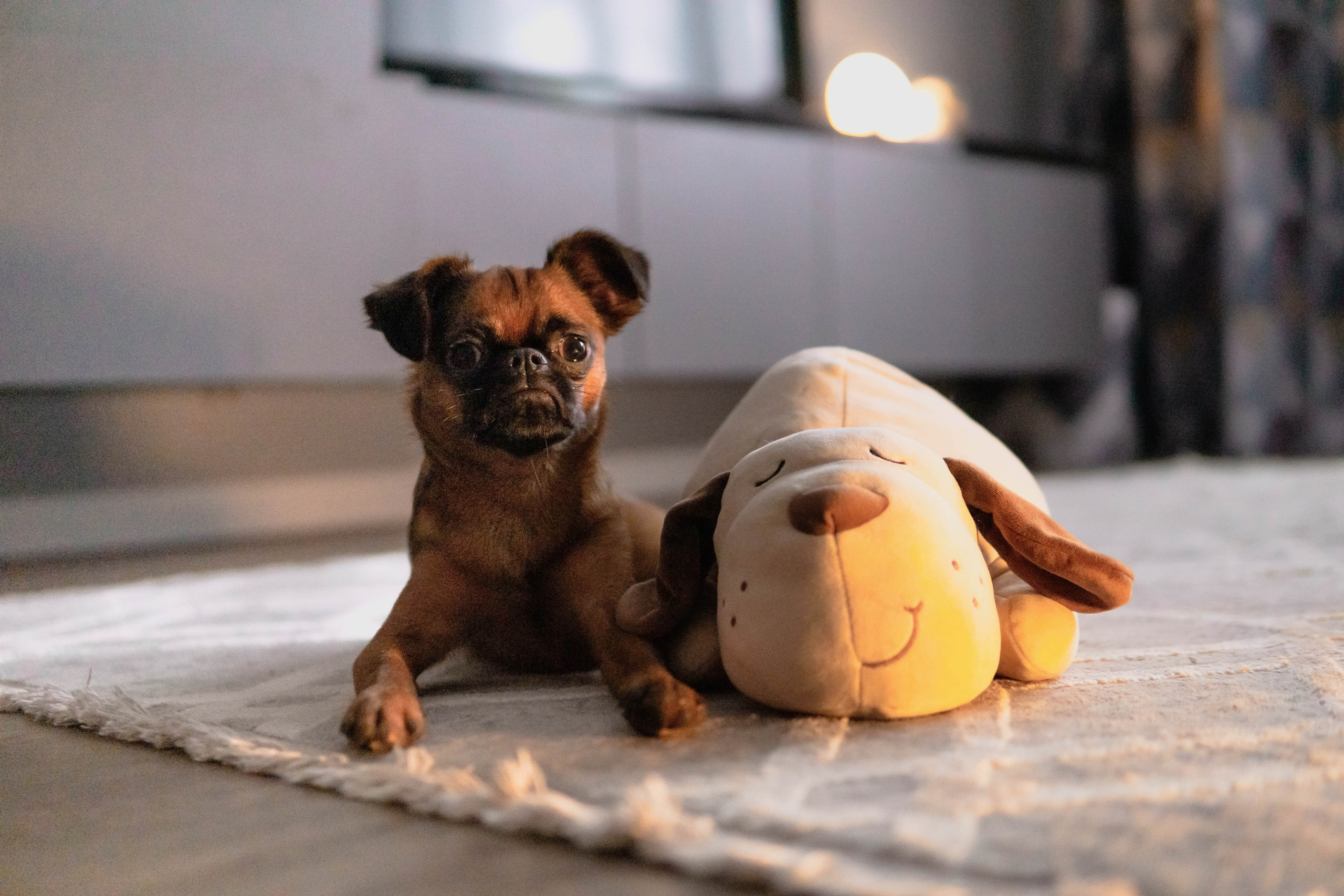 Надя и Ефим. Фотограф-анималист Ксения Воробьева, Москва