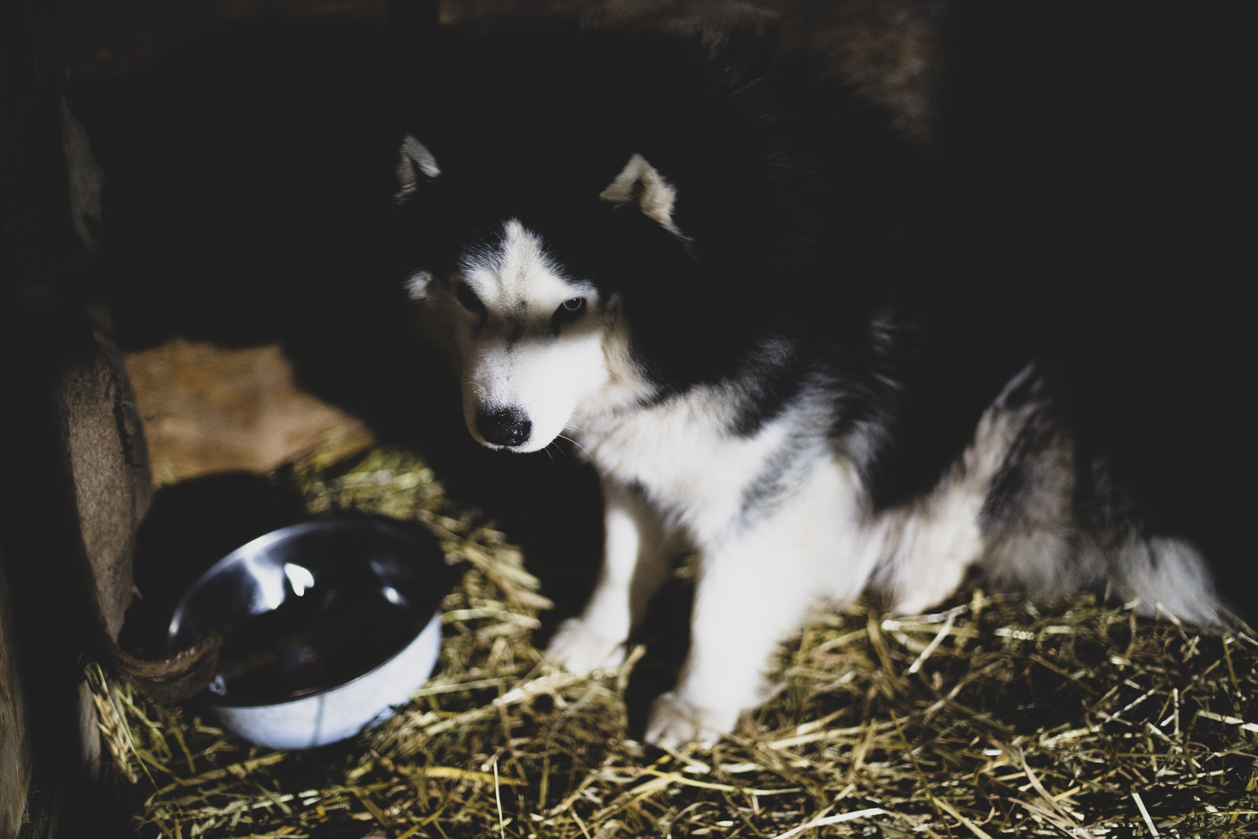 Фонд помощи: Husky_help_21. Фотография