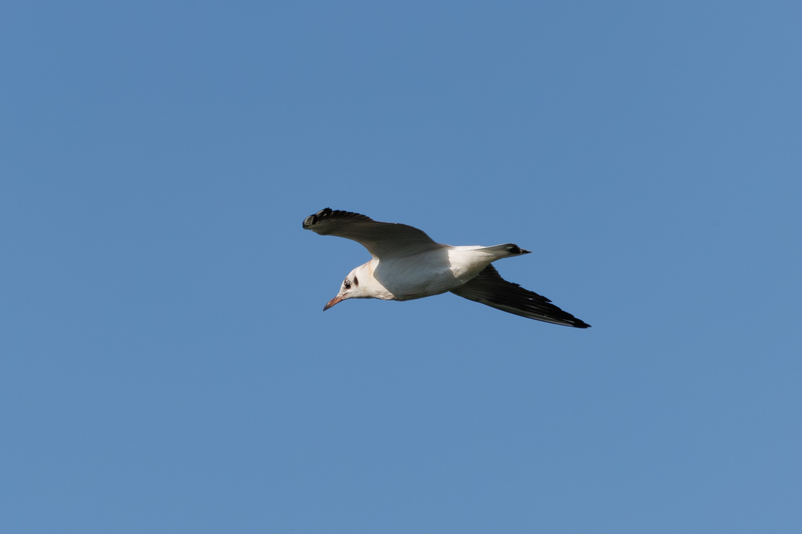 Птицы Москворецкого пойменного заказника. Птицы парков г. Люберцы