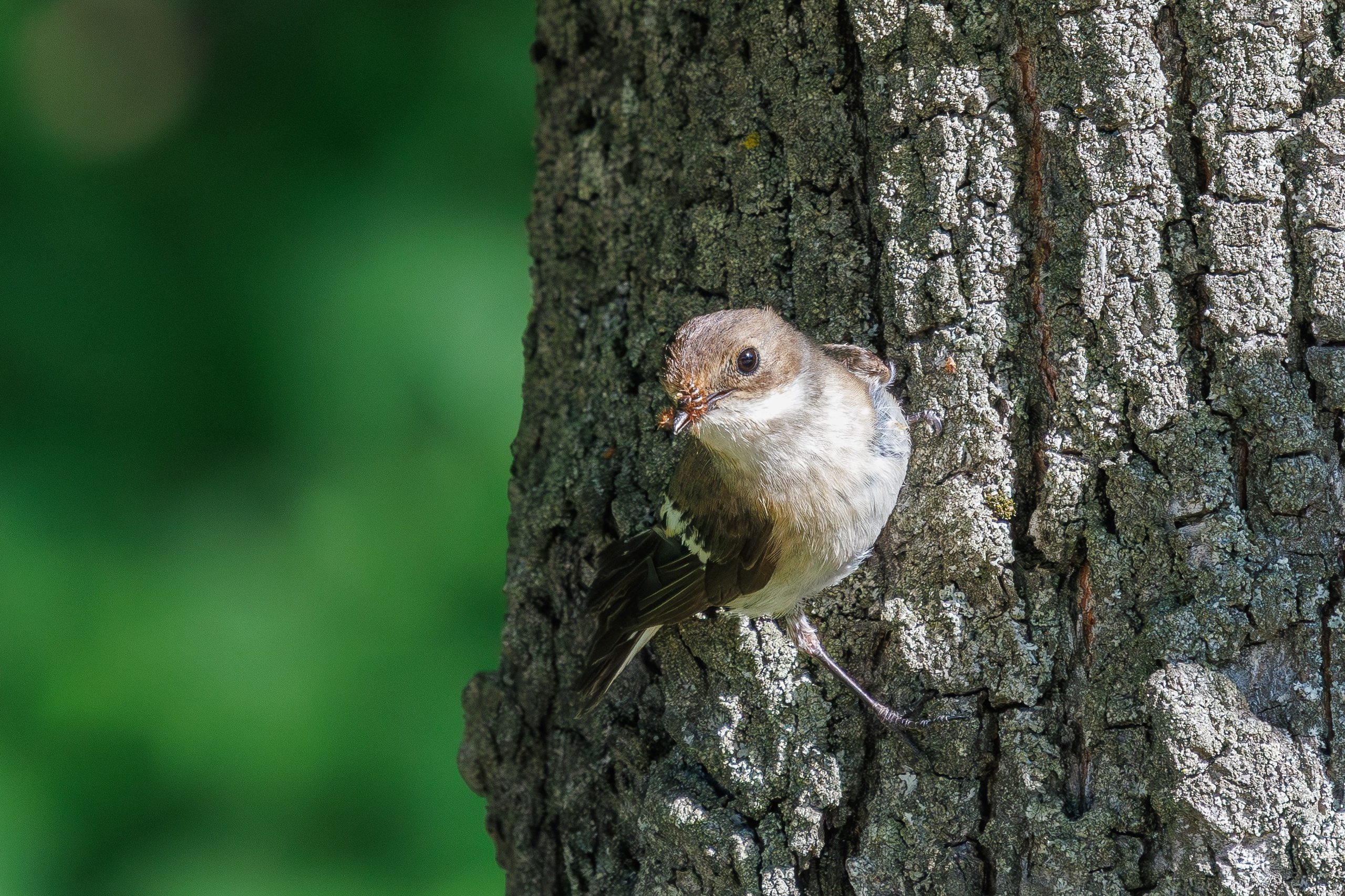 Серая мухоловка,  г. Люберцы, парк "Центральный"Снято на Canon EOS R8, RF 600 mm f11.