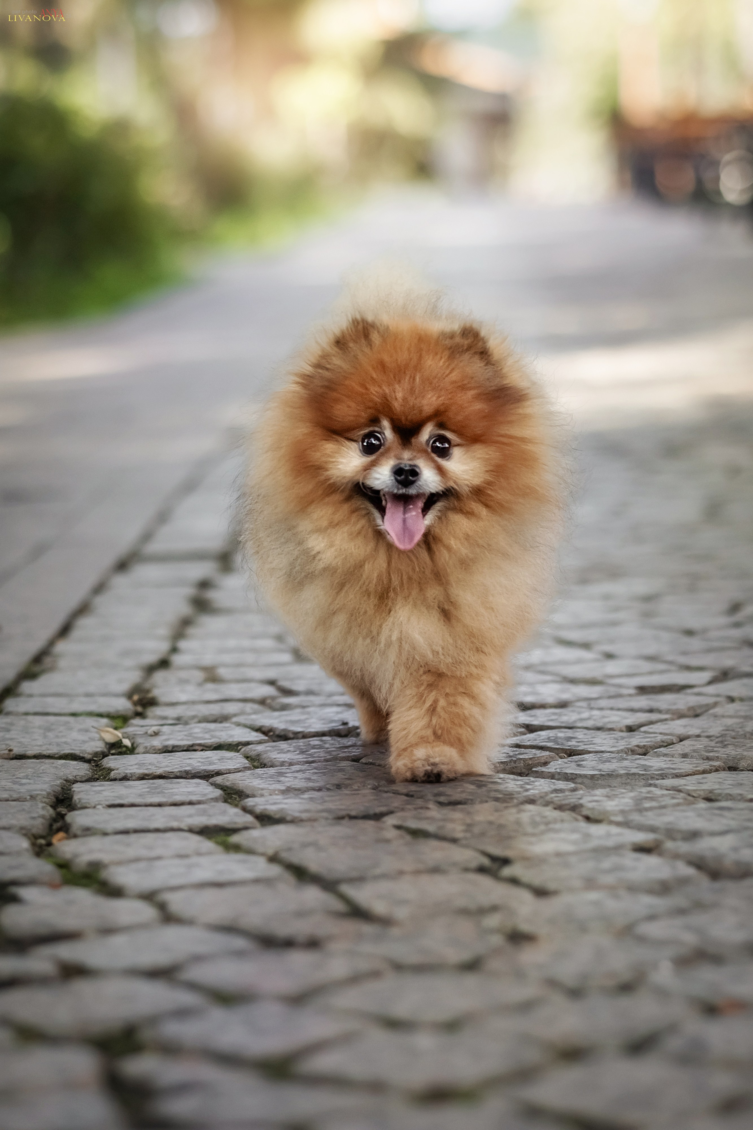 Маруся и Энди. Фотограф анималист Аня Ливанова | Рыбинск