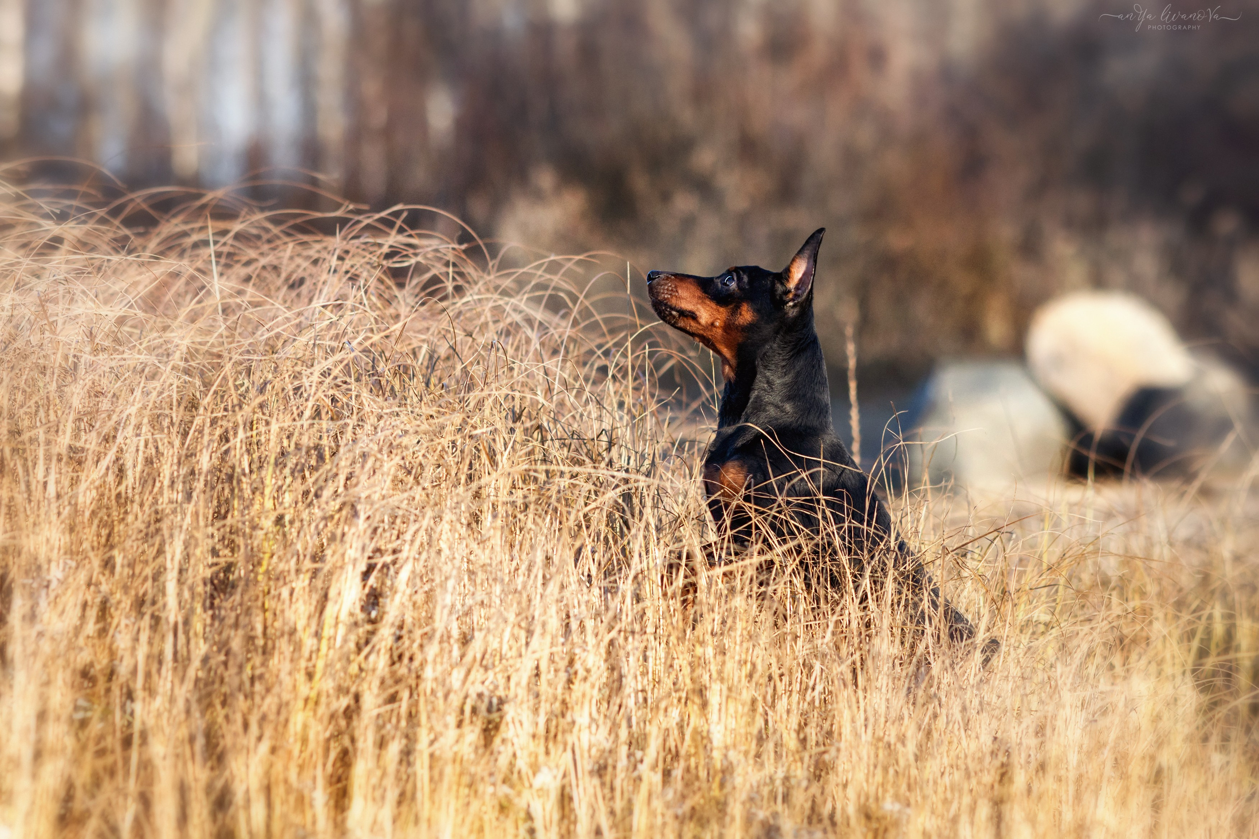 Лёня. Фотограф анималист Аня Ливанова | Рыбинск