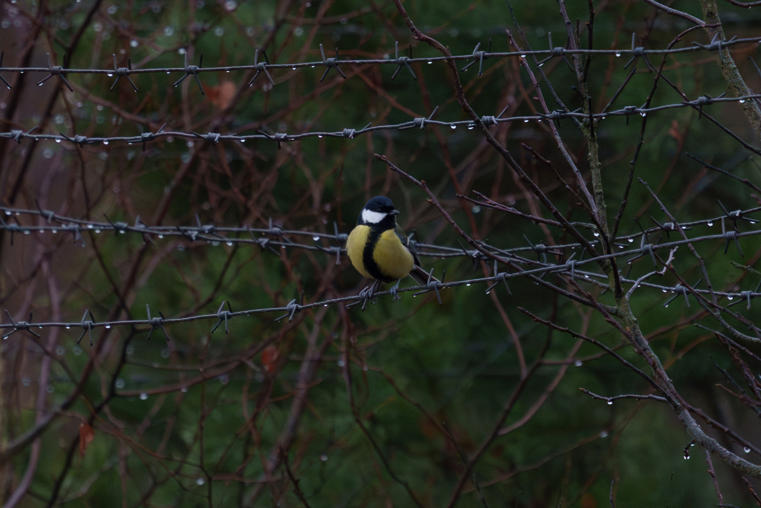 Animals — Животные