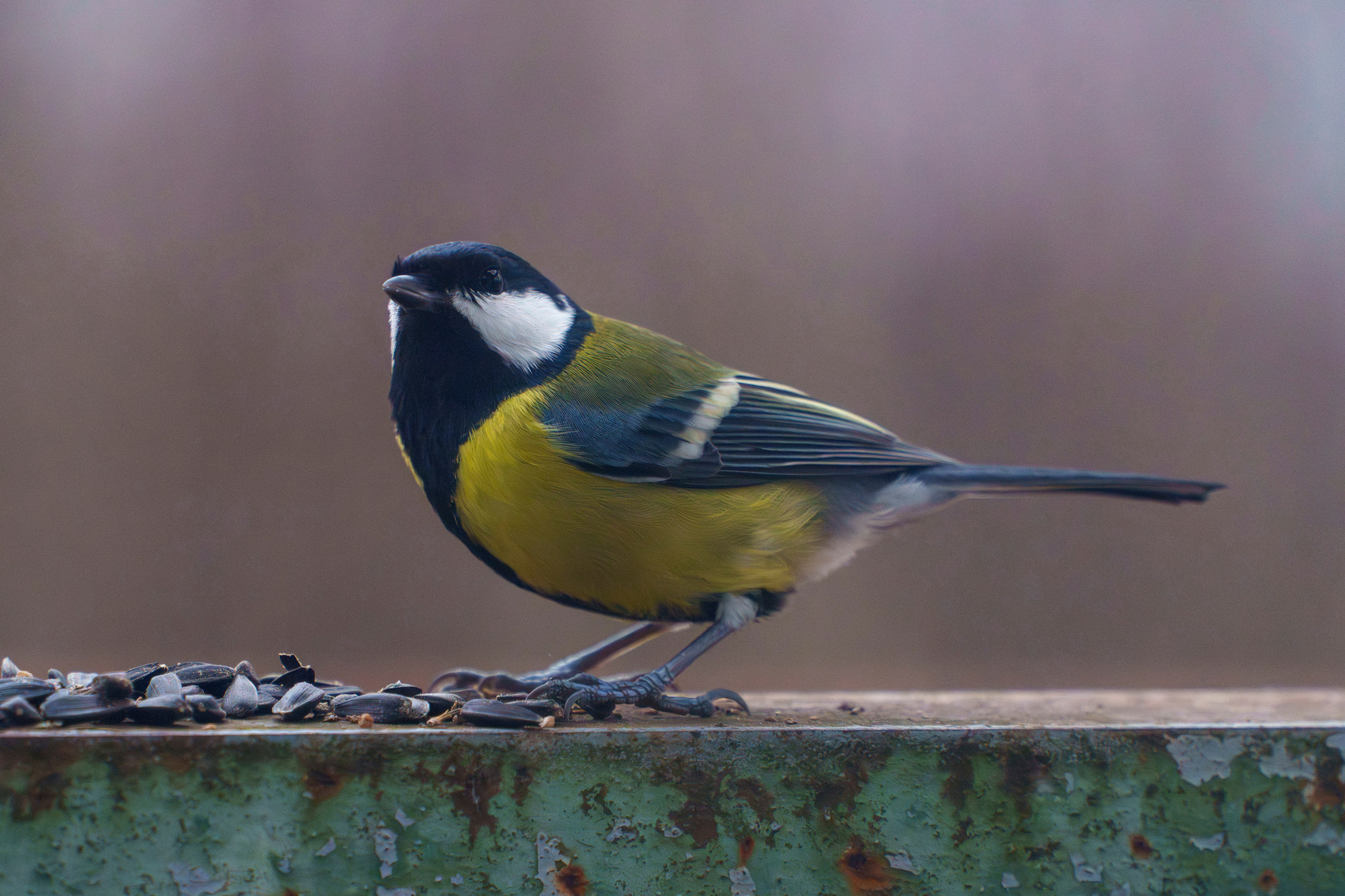 Animals — Животные