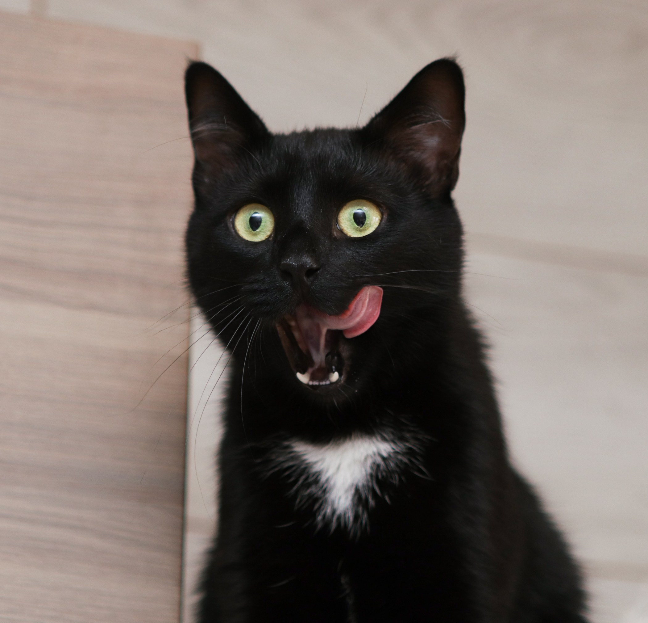 Кошки. Фотограф-анималист Полина Колкова | Москва