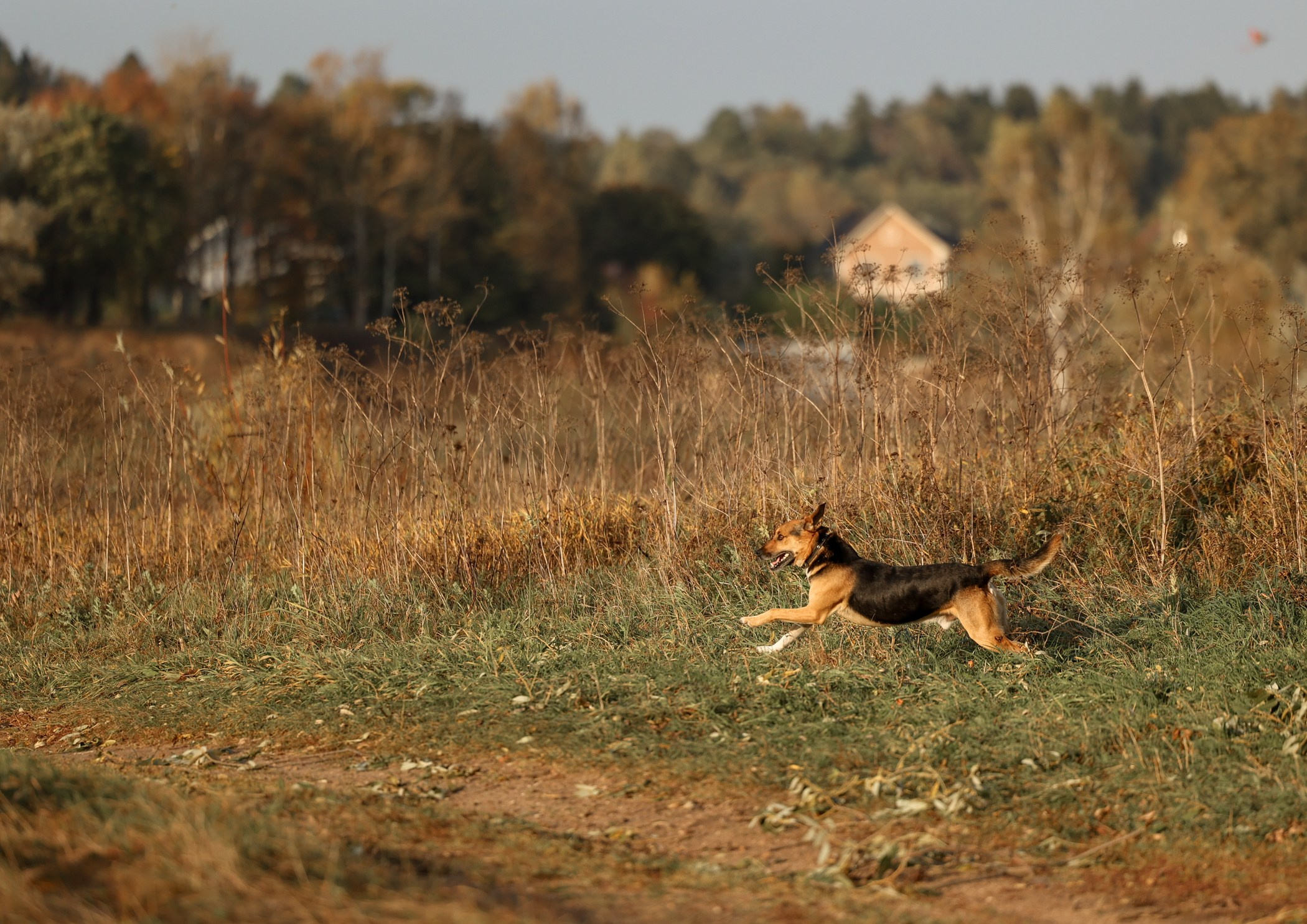 Прогулка на природе. Фотограф-анималист Полина Колкова | Москва