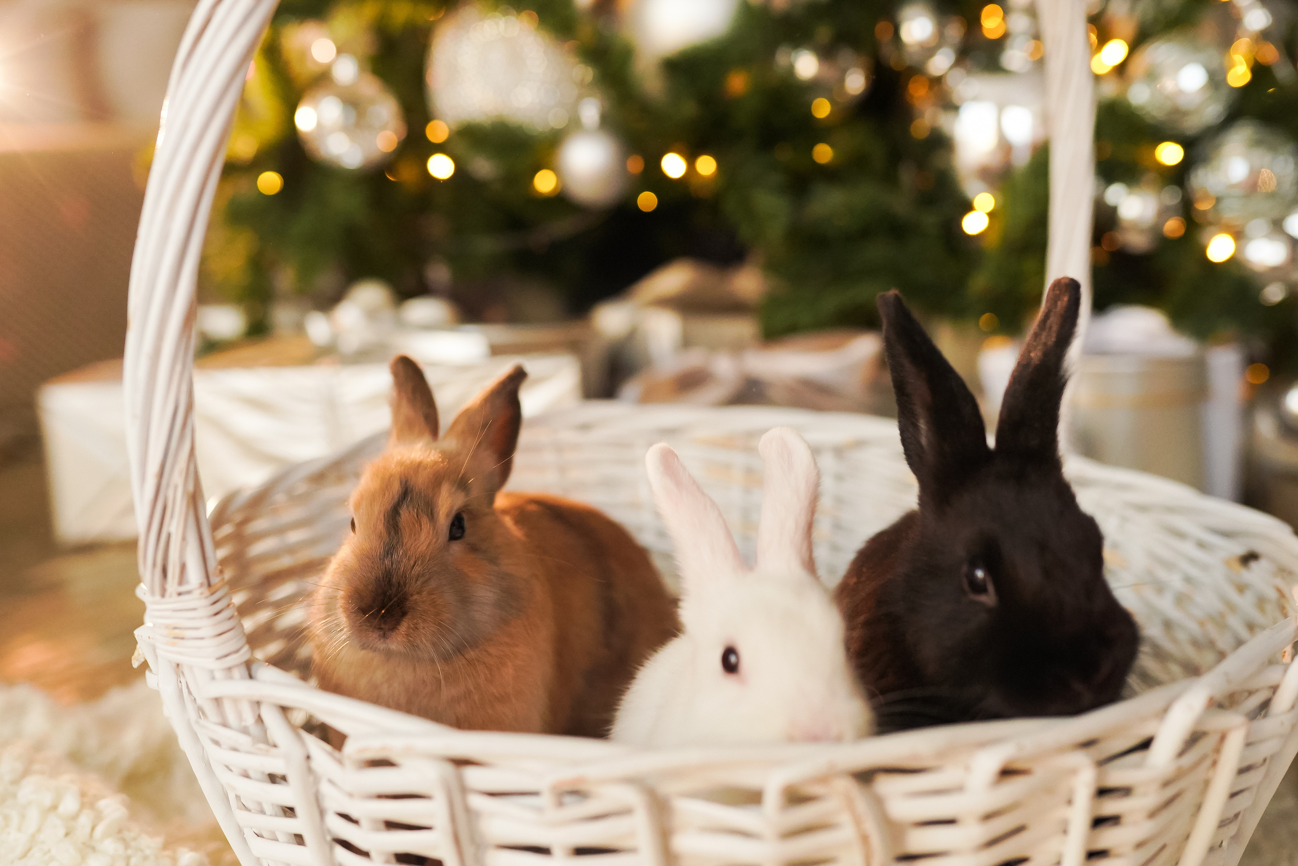 Новогодняя семейная фотосессия. Семейный lifestyle фотограф Наталья Разгуляева в Москве