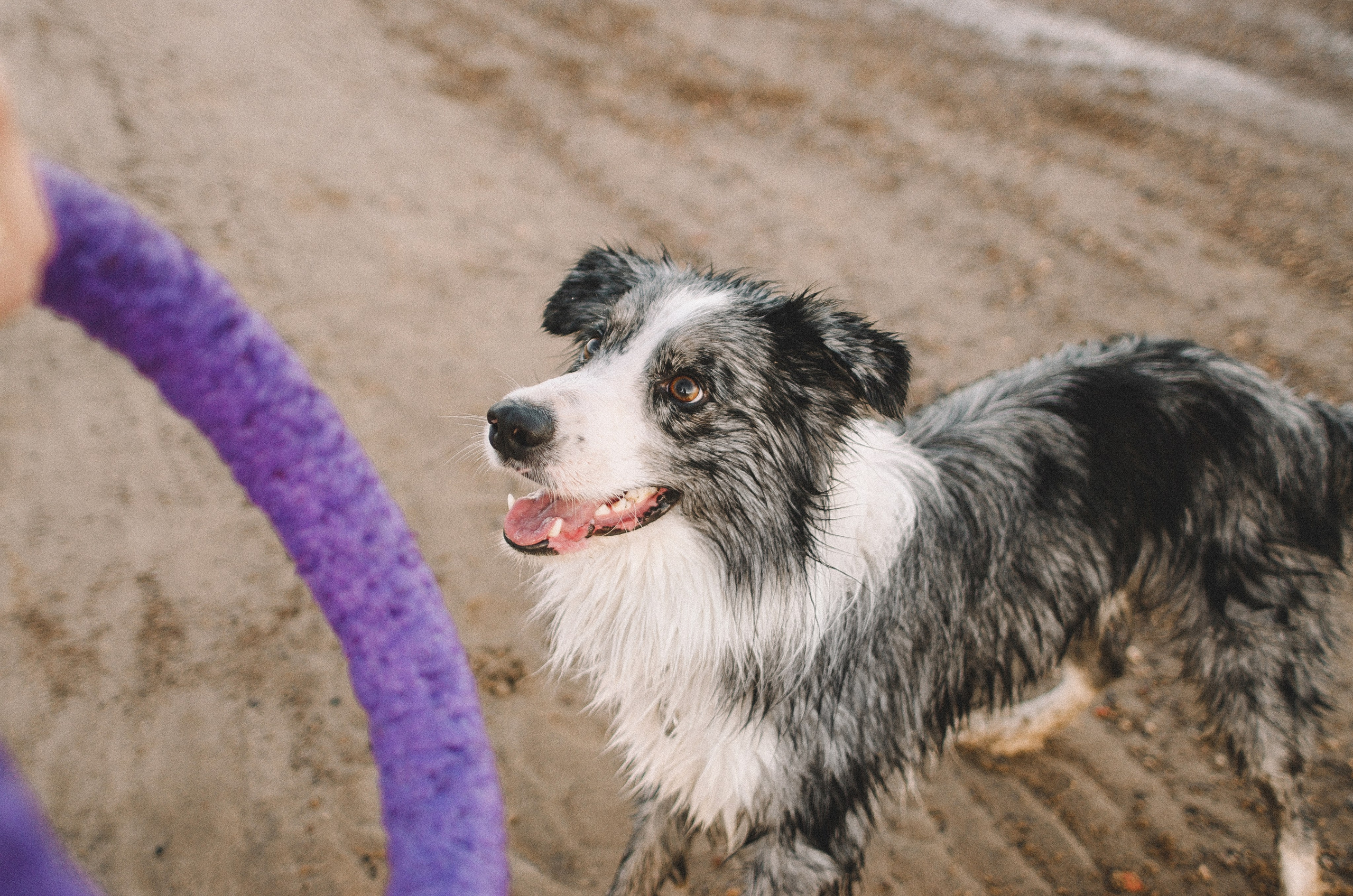 Таня и Бриллиант. Фотограф-анималист Богданова Полина
