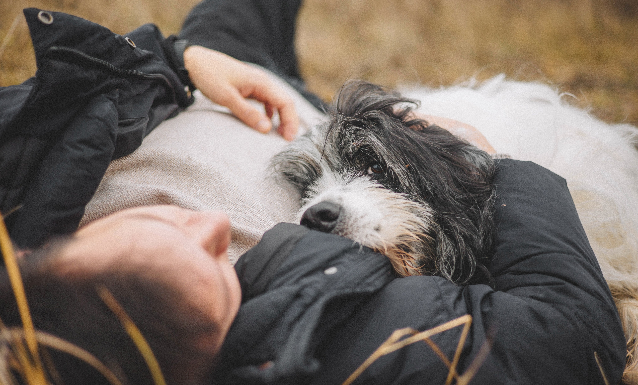 Даша, Глеб, Барс и Бруно. Фотограф-анималист Богданова Полина