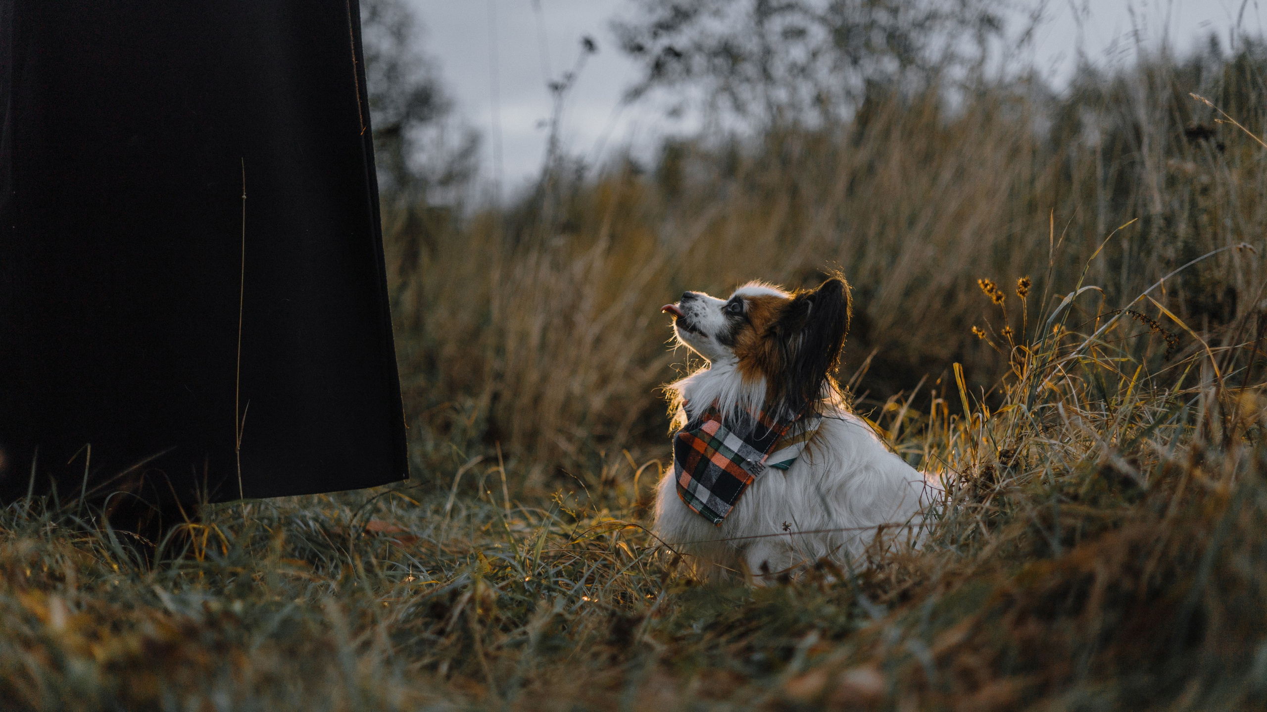 Маша, Катя, Астрид и Мася. Фотограф-анималист Богданова Полина
