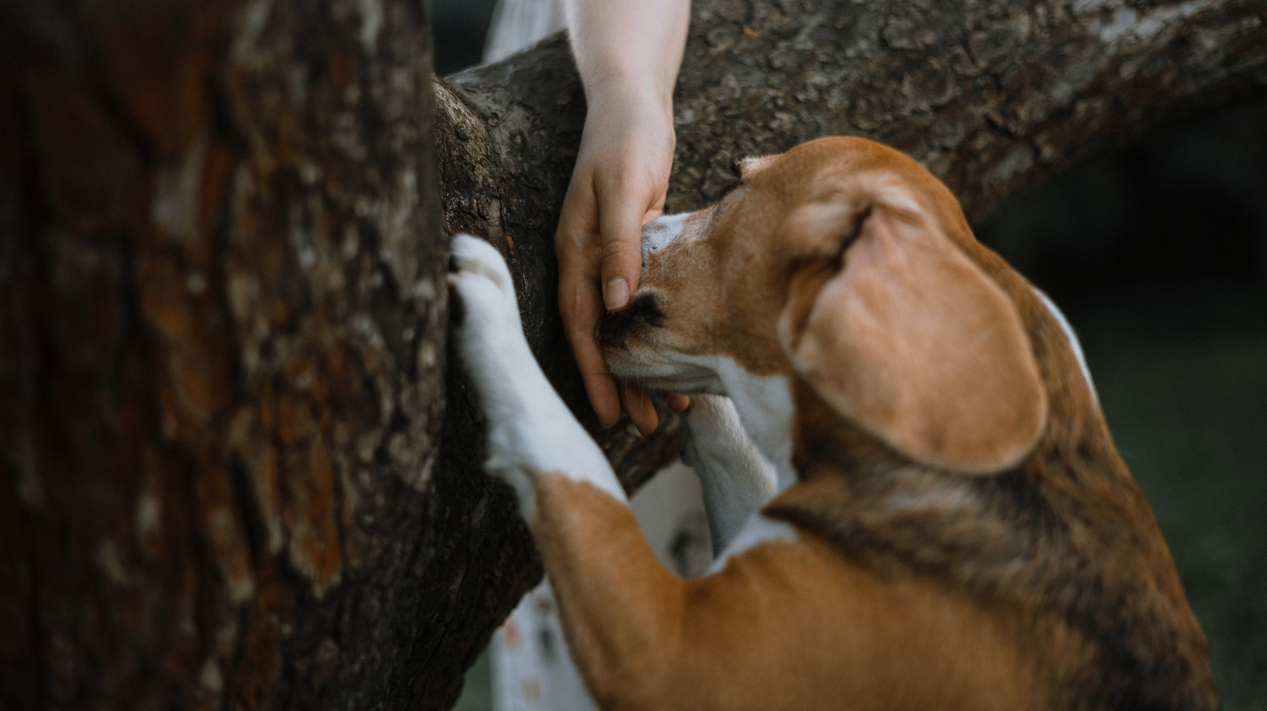 Лиза и Сара. Фотограф-анималист Богданова Полина