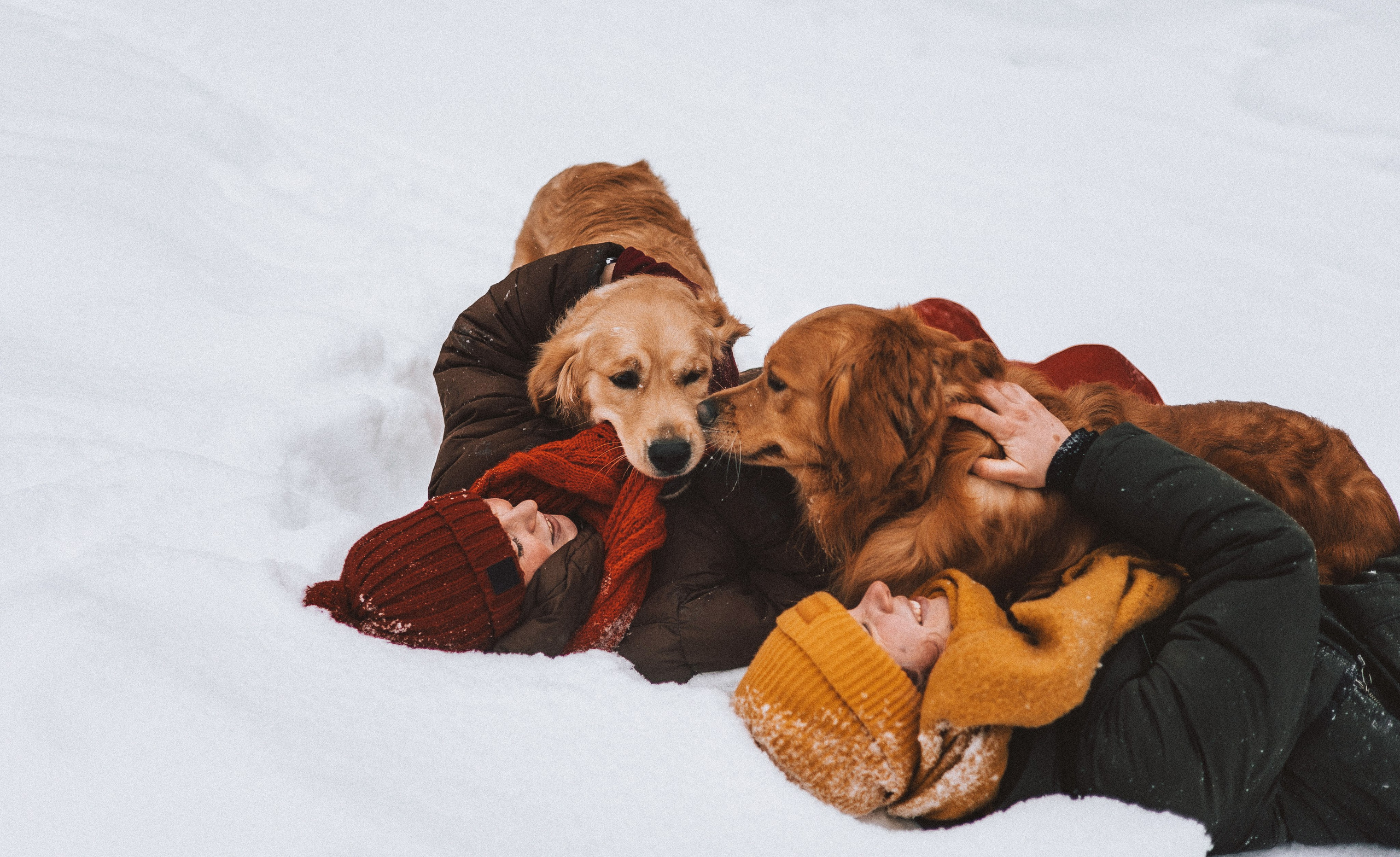 Саша, Юля, Грэй и Джой. Фотограф-анималист Богданова Полина