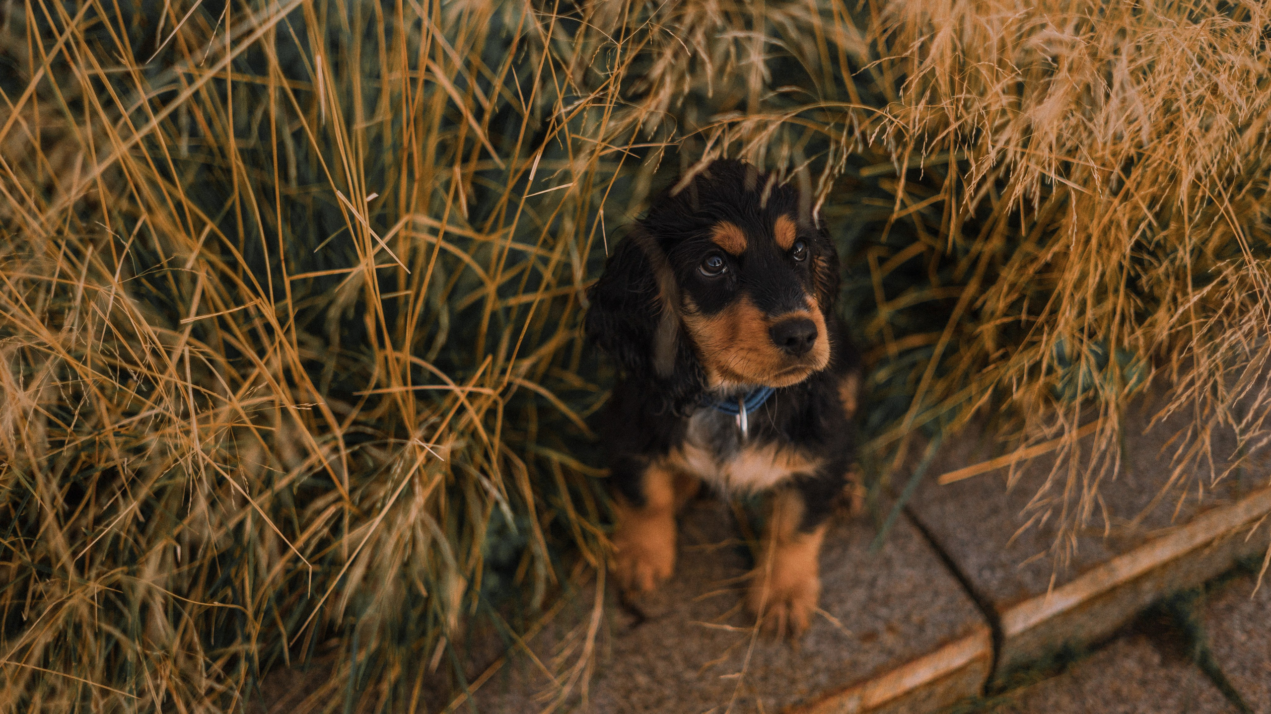 Аня и Ривер. Фотограф-анималист Богданова Полина