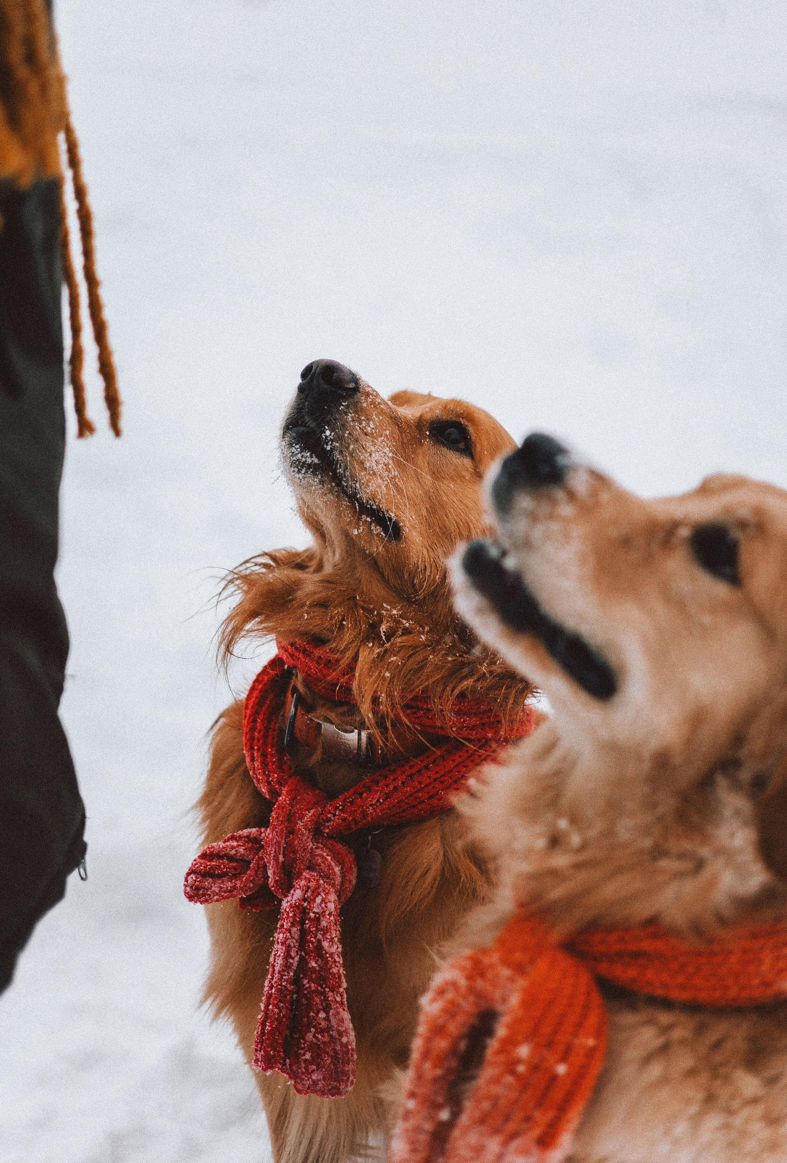 Саша, Юля, Грэй и Джой. Фотограф-анималист Богданова Полина