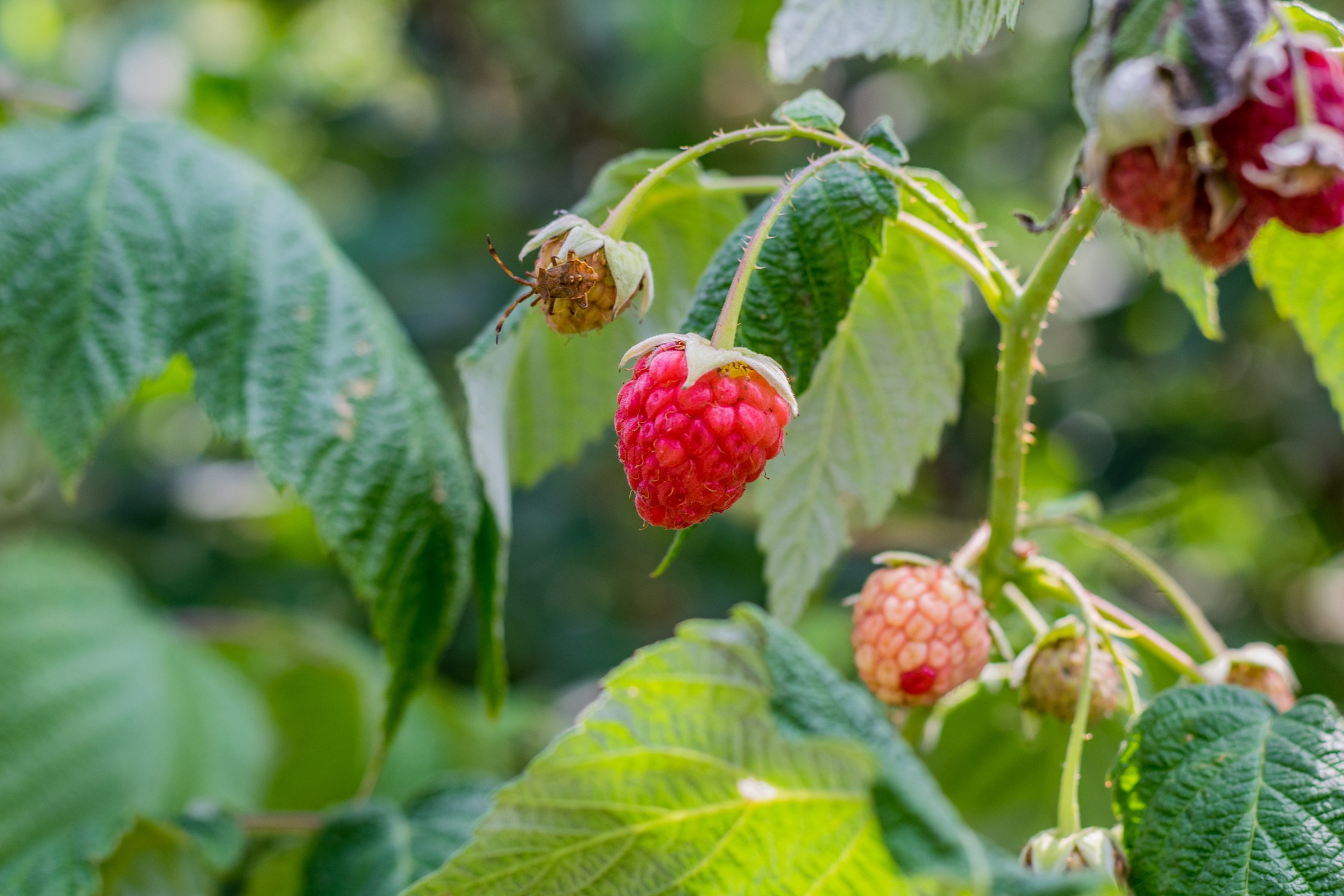 Антон Курдюмов фотограф в Хабаровске Рина Курдюмова фото27 foto27 Антон Дорофеев репортажный репортаж документалист Тони и Рина фотосоздатели Виноградники Хехцир 2024 Хабаровск виноград дикий фермер фермерство дачный сезон