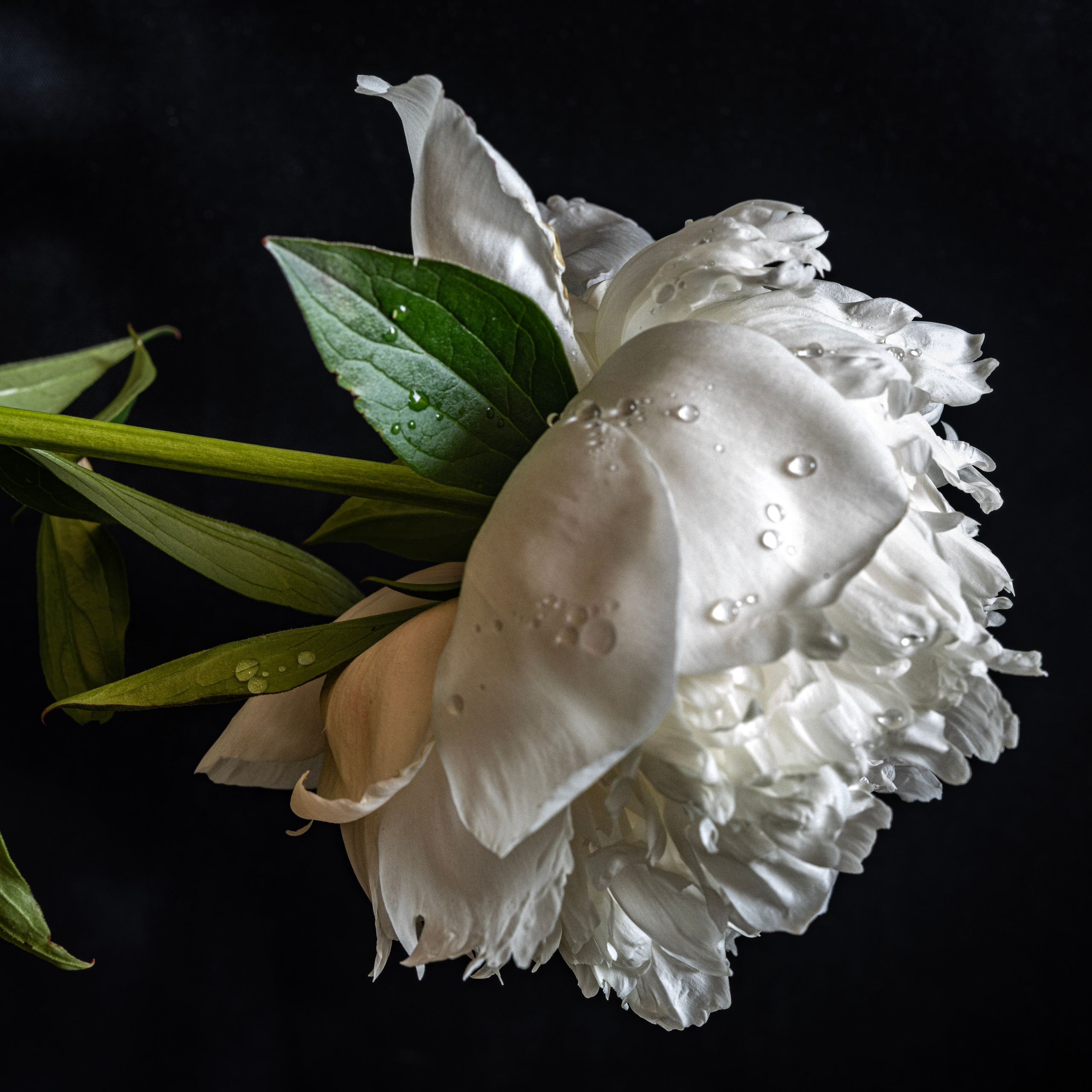 Цветы. Пейзажный и семейный фотограф в Санкт-Петербурге Александр Белов