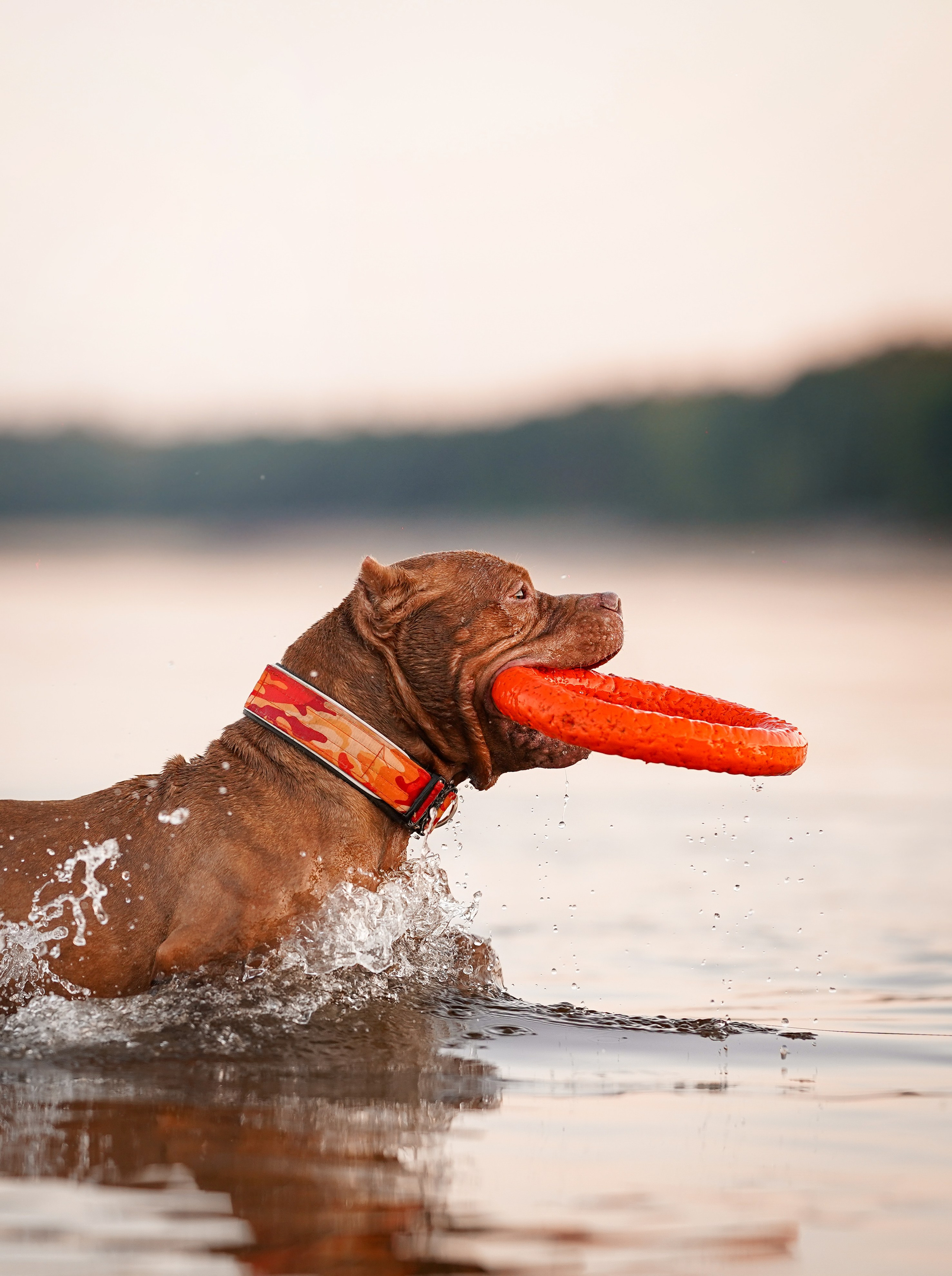 Татьяна Изи и Джем. Фотограф-анималист в Санкт-Петербурге Яна Мартынова