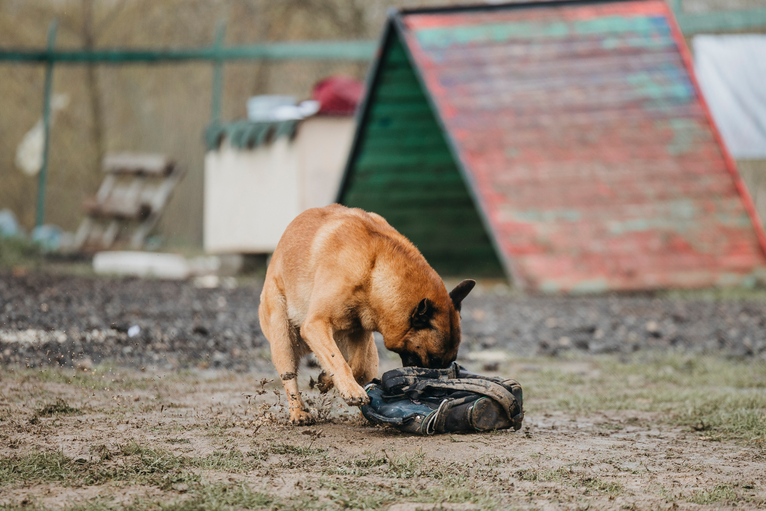 09.05.25 Вологда соревнования. Фотограф-анималист Анна Маринич