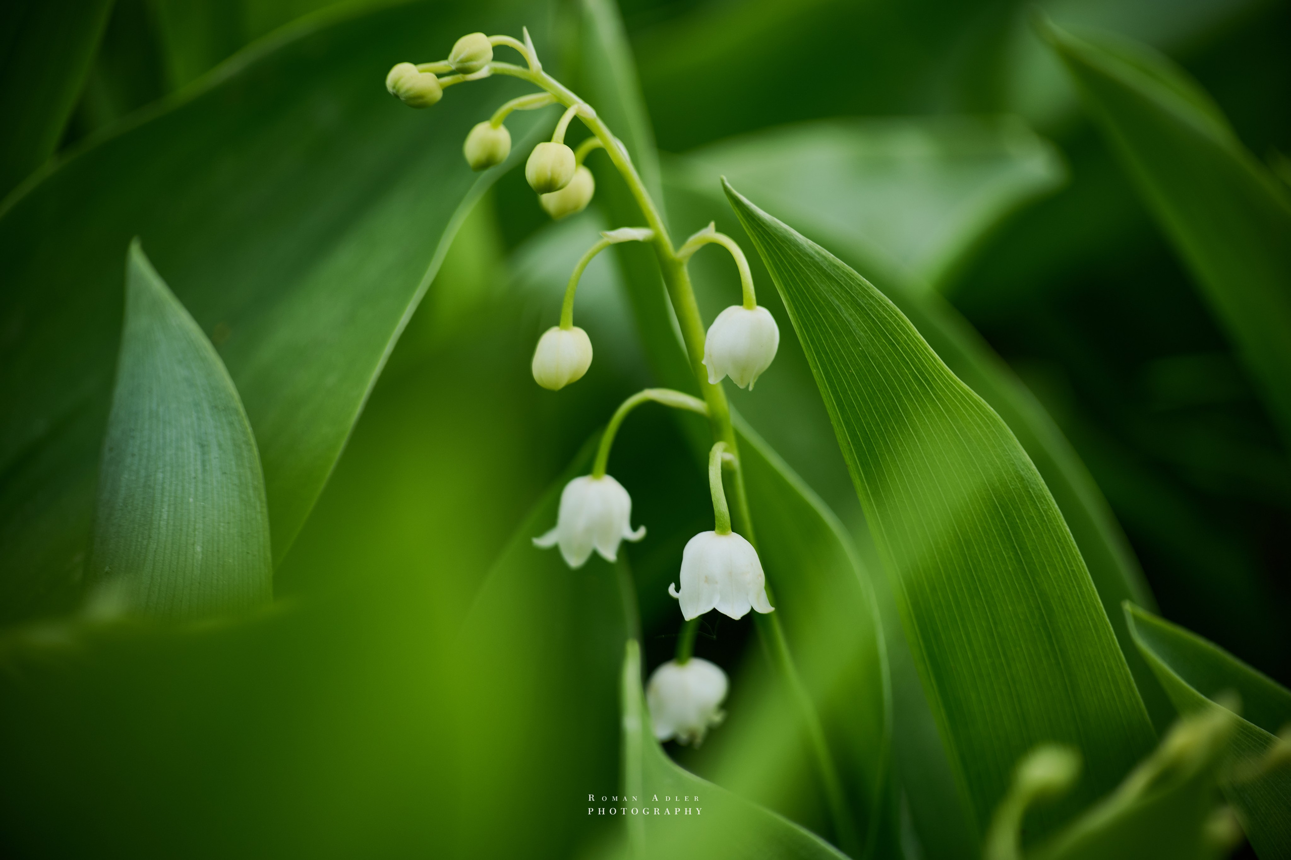 ландыши фото. Фото цветов. Фотограф Роман Адлер