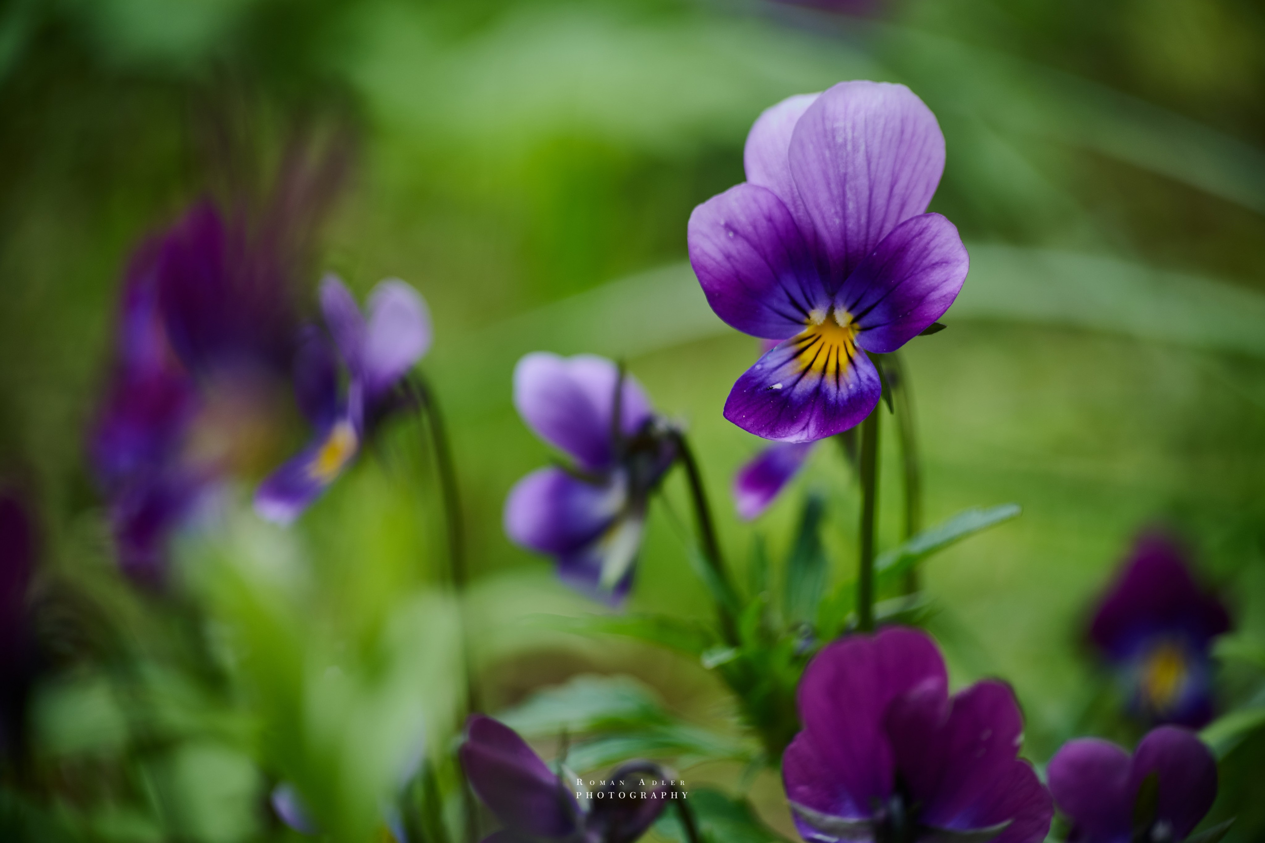 Фотографии весенних цветов. Фотограф Роман Адлер. Фотограф Роман Адлер