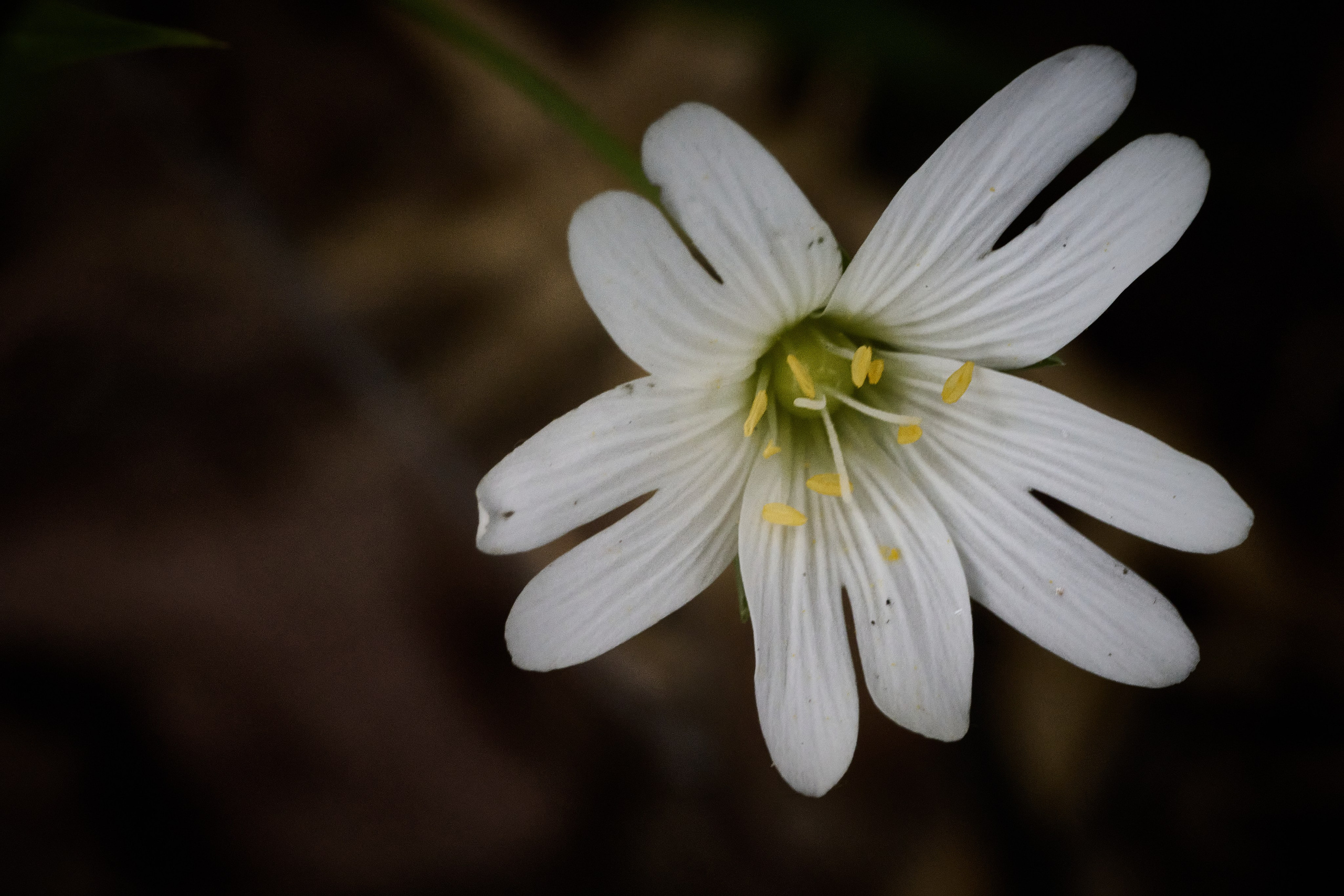 Фотографии весенних цветов. Фотограф Роман Адлер. Фотограф Роман Адлер