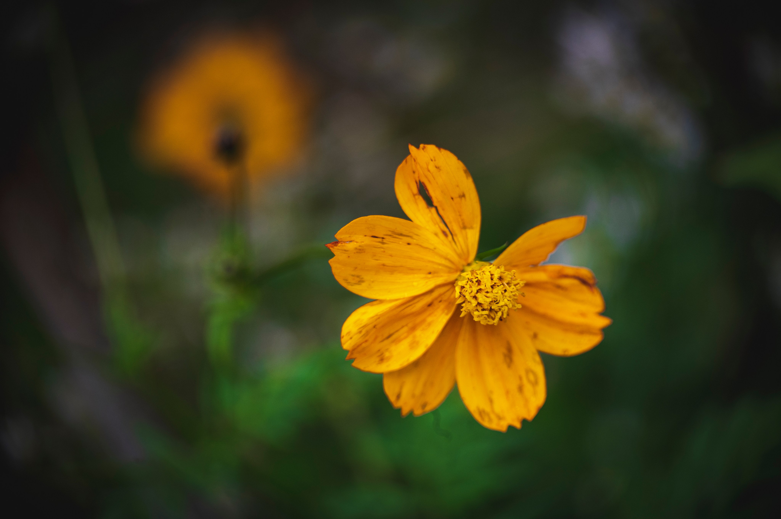 Фотопрогулка ДР. Фотограф Роман Адлер