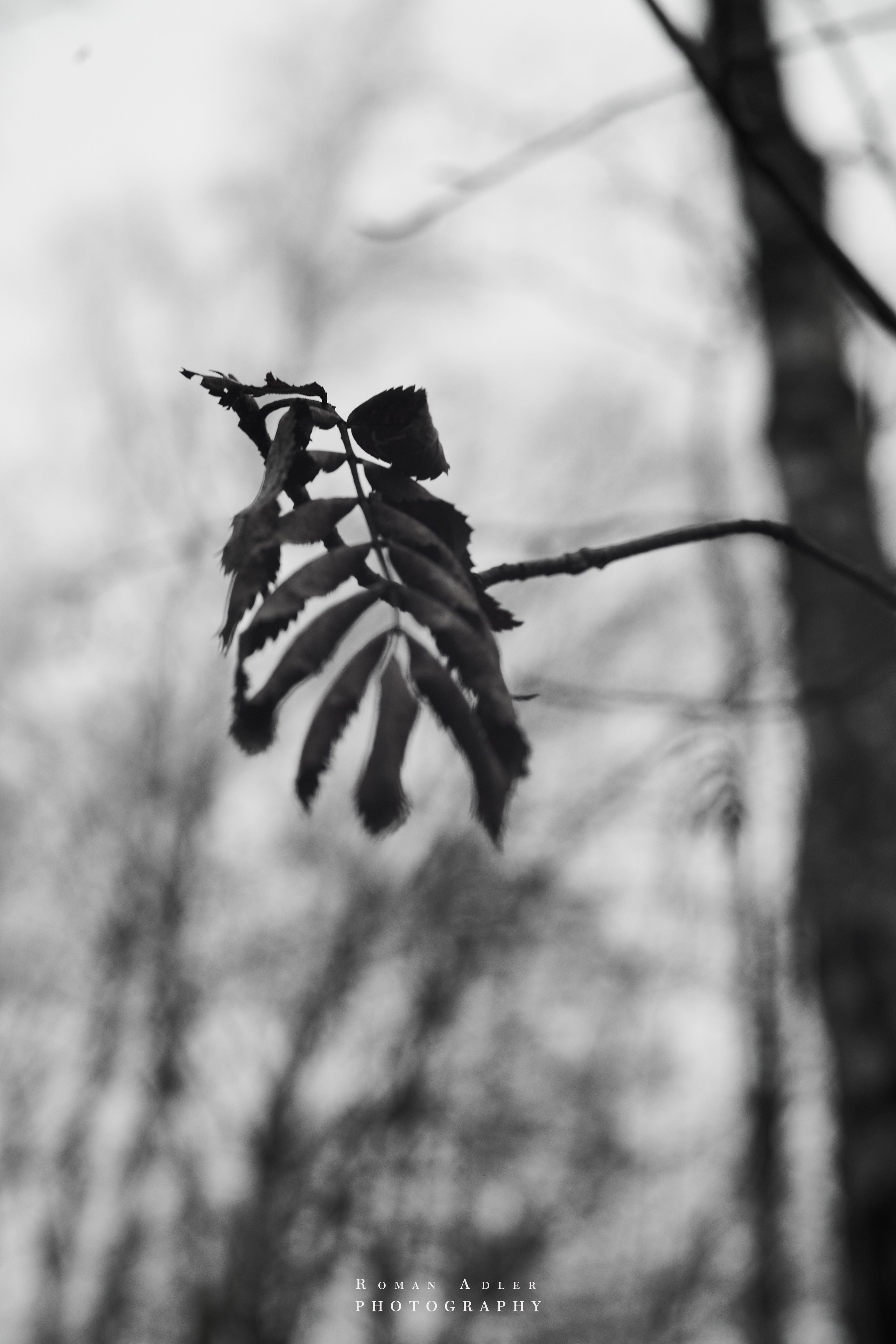 Февральский лес. Фотограф Роман Адлер