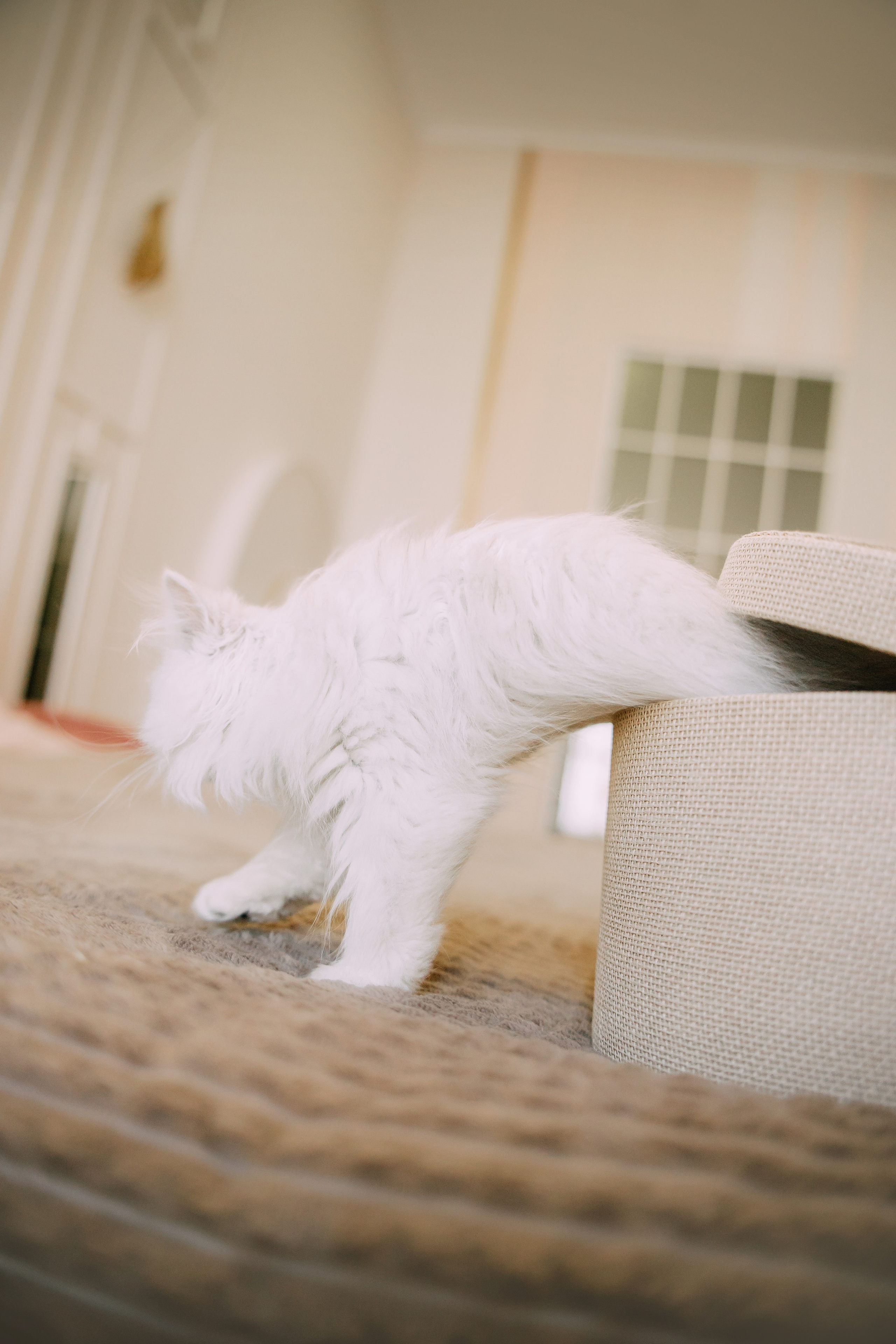 Султан, Мэй Мэй и Шанталь и их семья