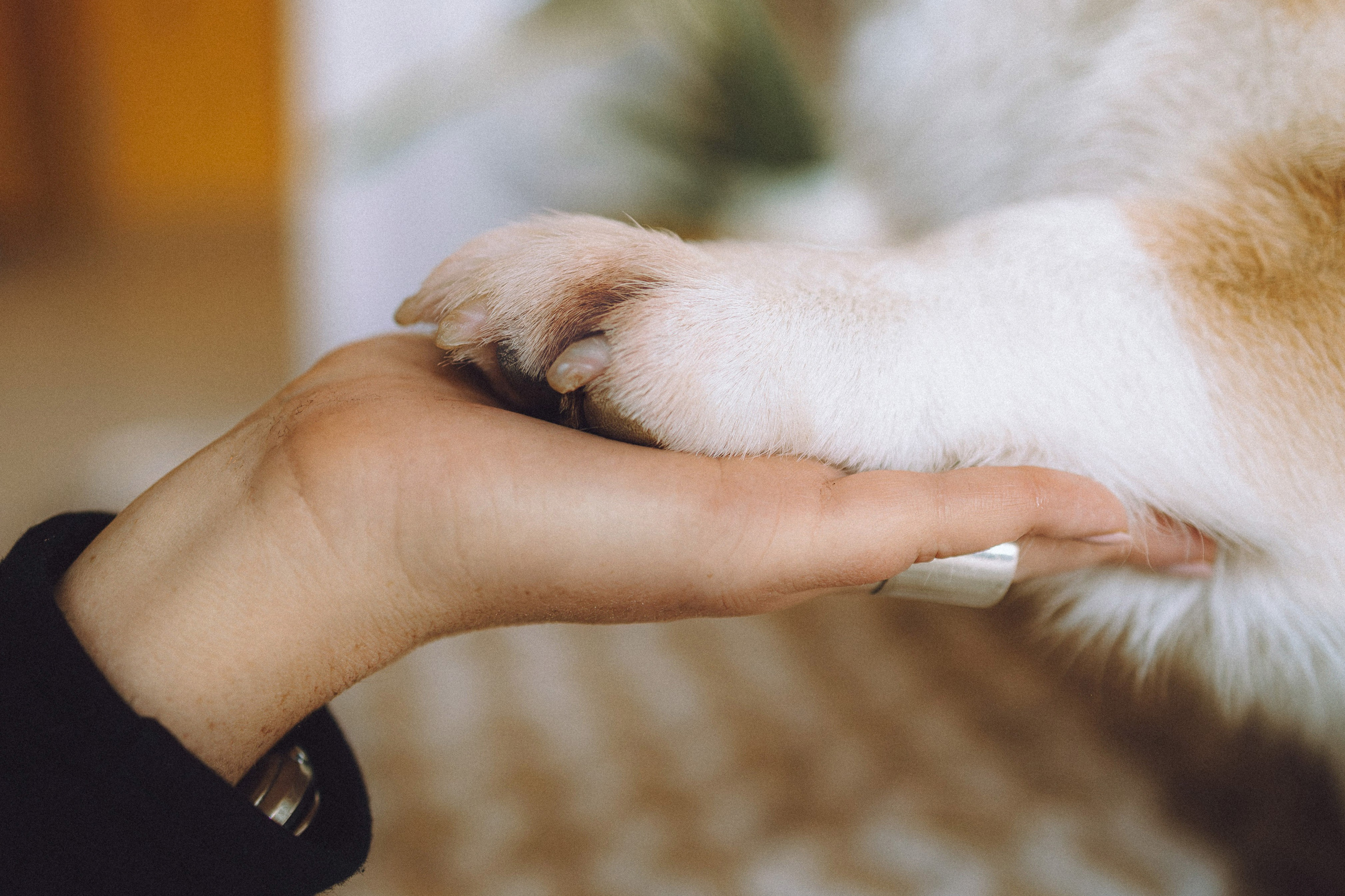 Наталья, Евгений и Мерлин