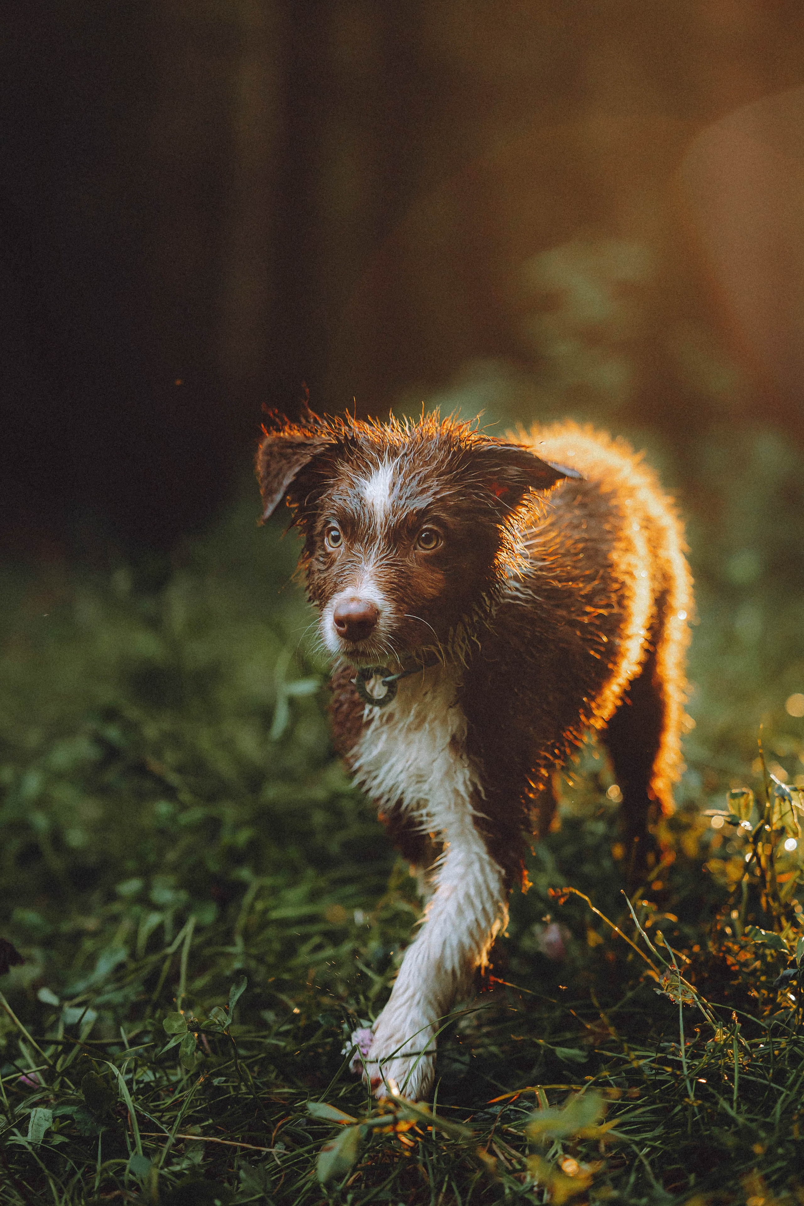 Лена, Принц и Фенек
