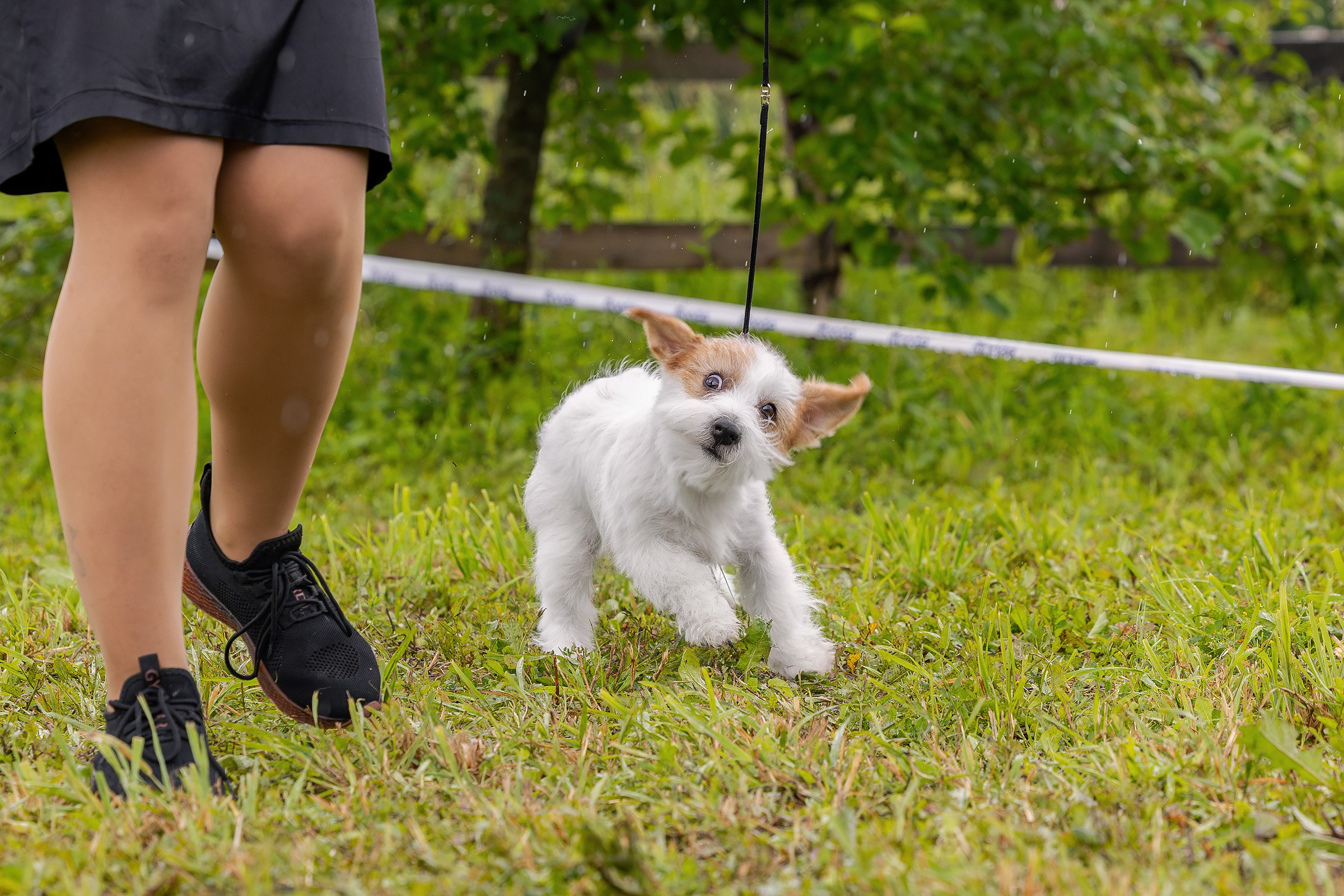 28 июня 2025, Выставка РКФ, г. Кунгур. Htykk_photo