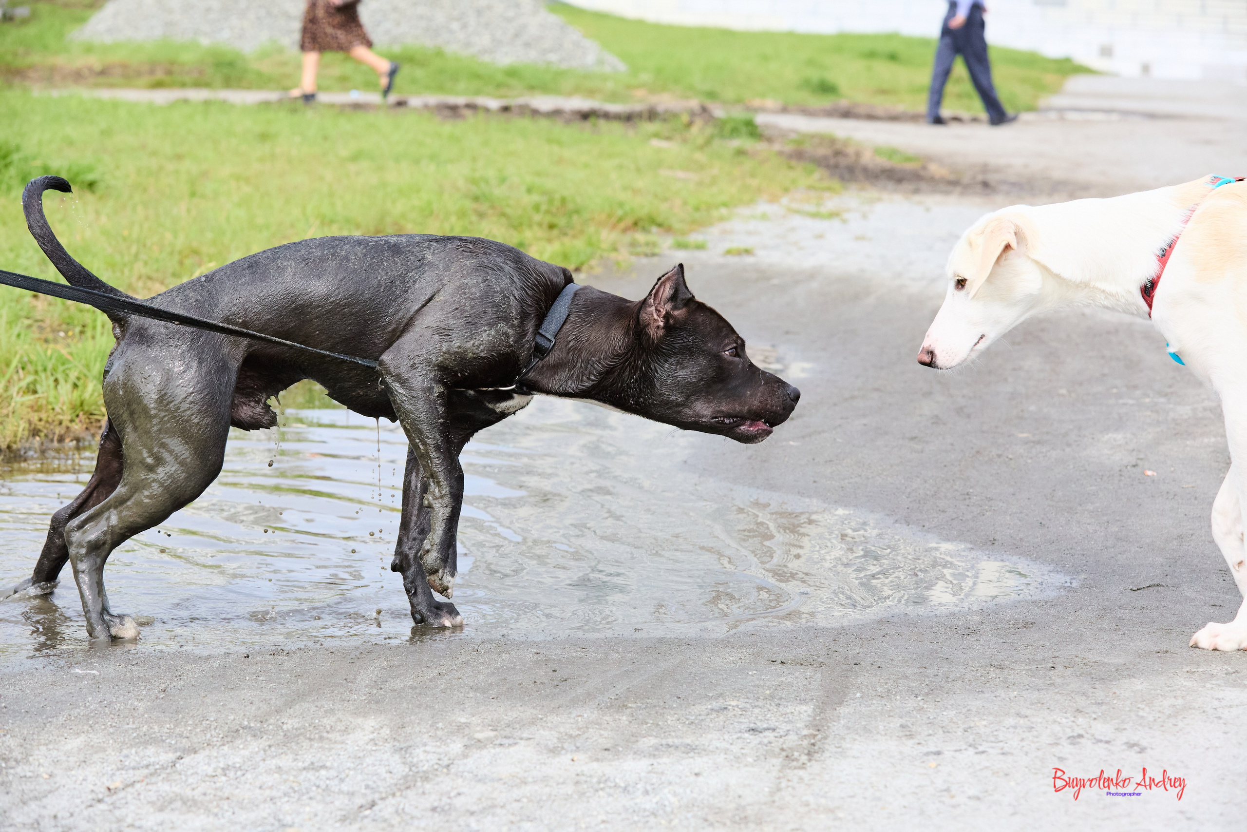 Проект фотопрогулка с хвостиком. Buyvolenko Andrey