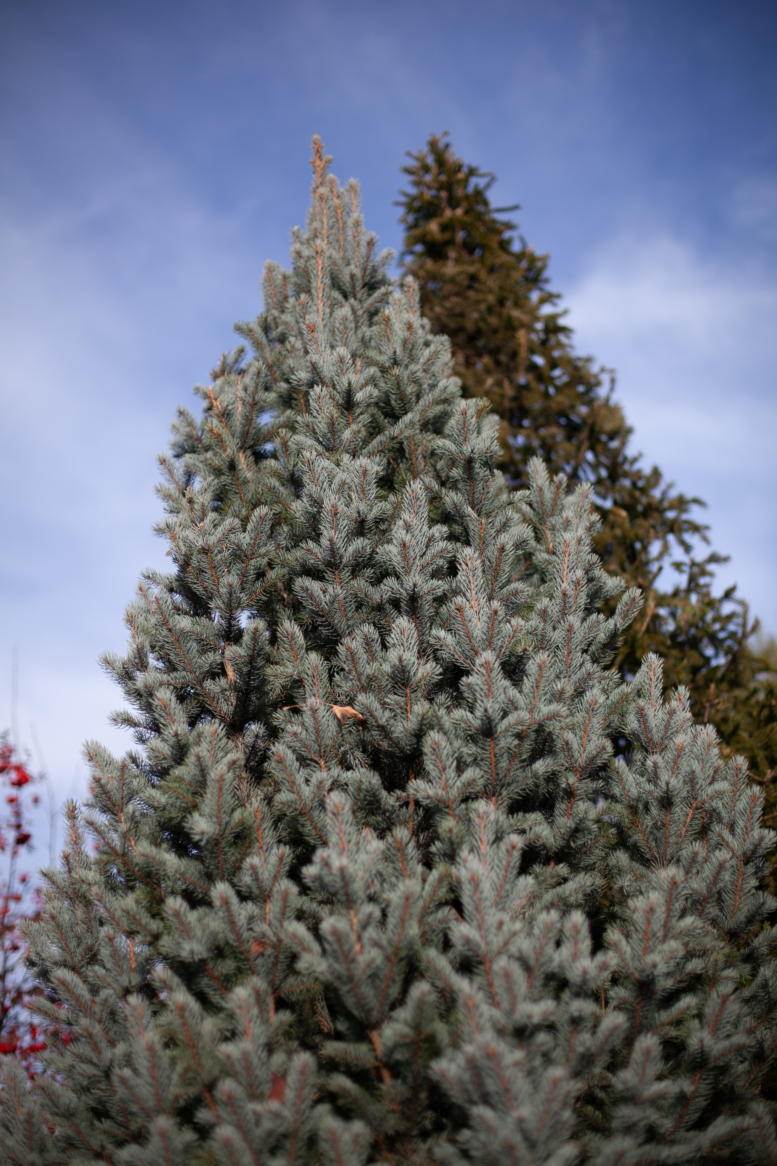 Сады Мечты. Контент для сайта. Фотограф Дарья Локотко в Красноярске