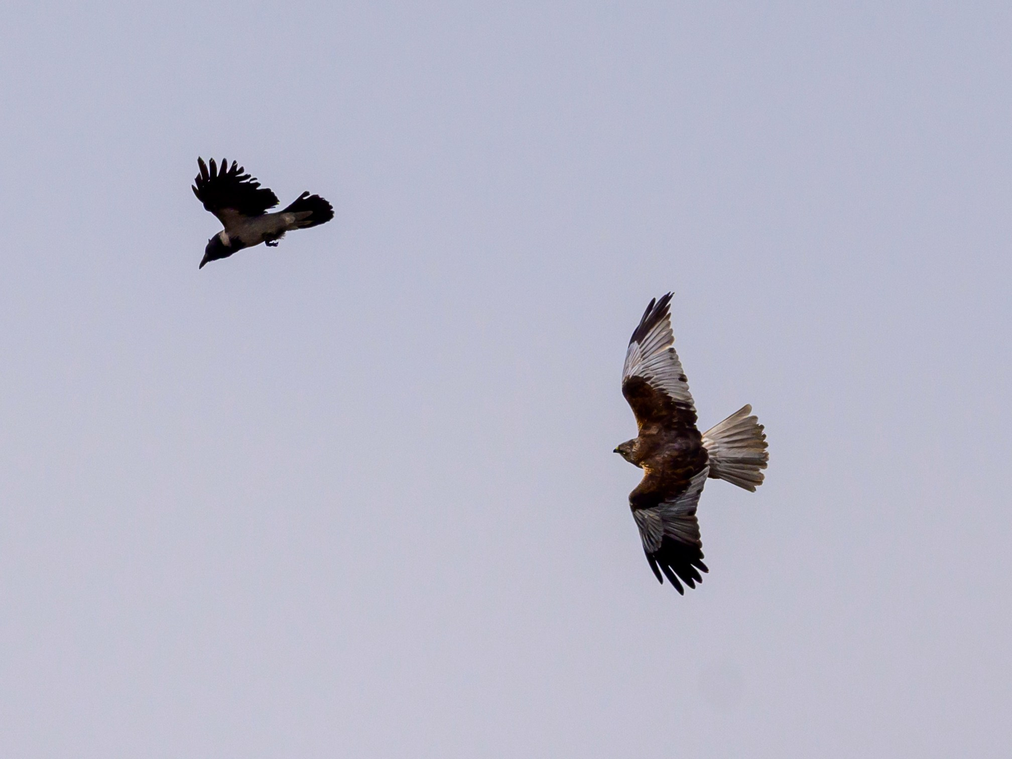Лебеди, аисты, коршуны и ферма. Фотограф Сергей Пупонин