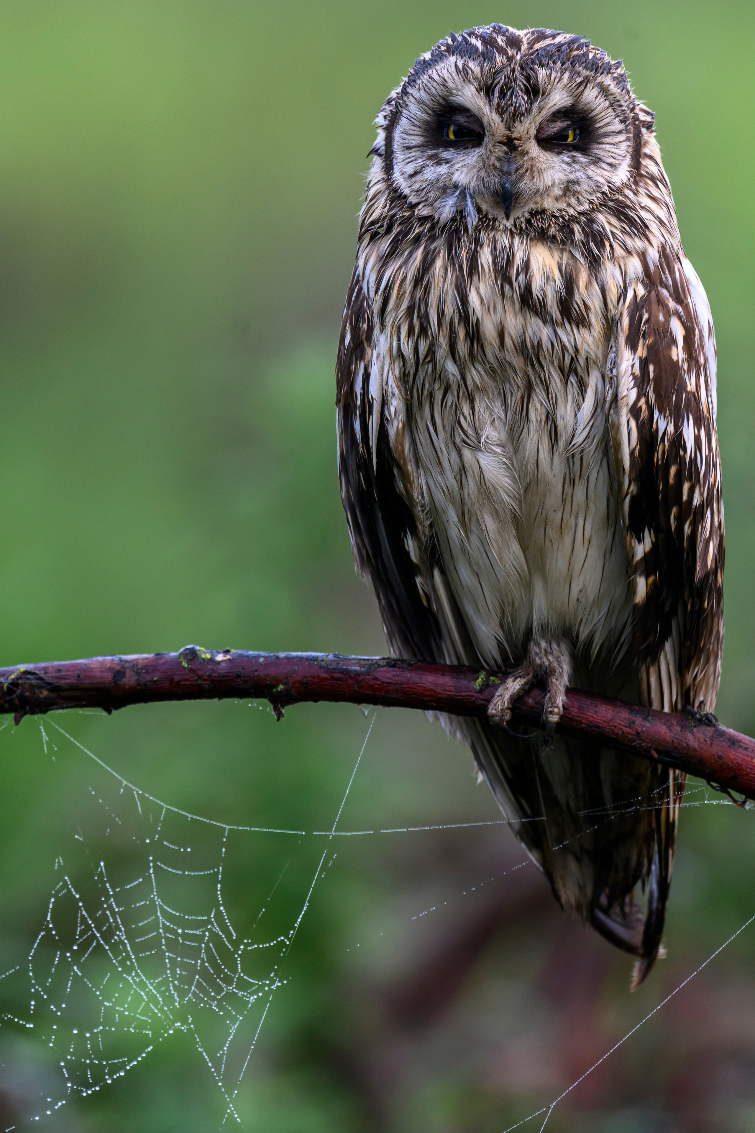 Сова вернулась. The owl has returned. Wildlife photography by Sergey Puponin