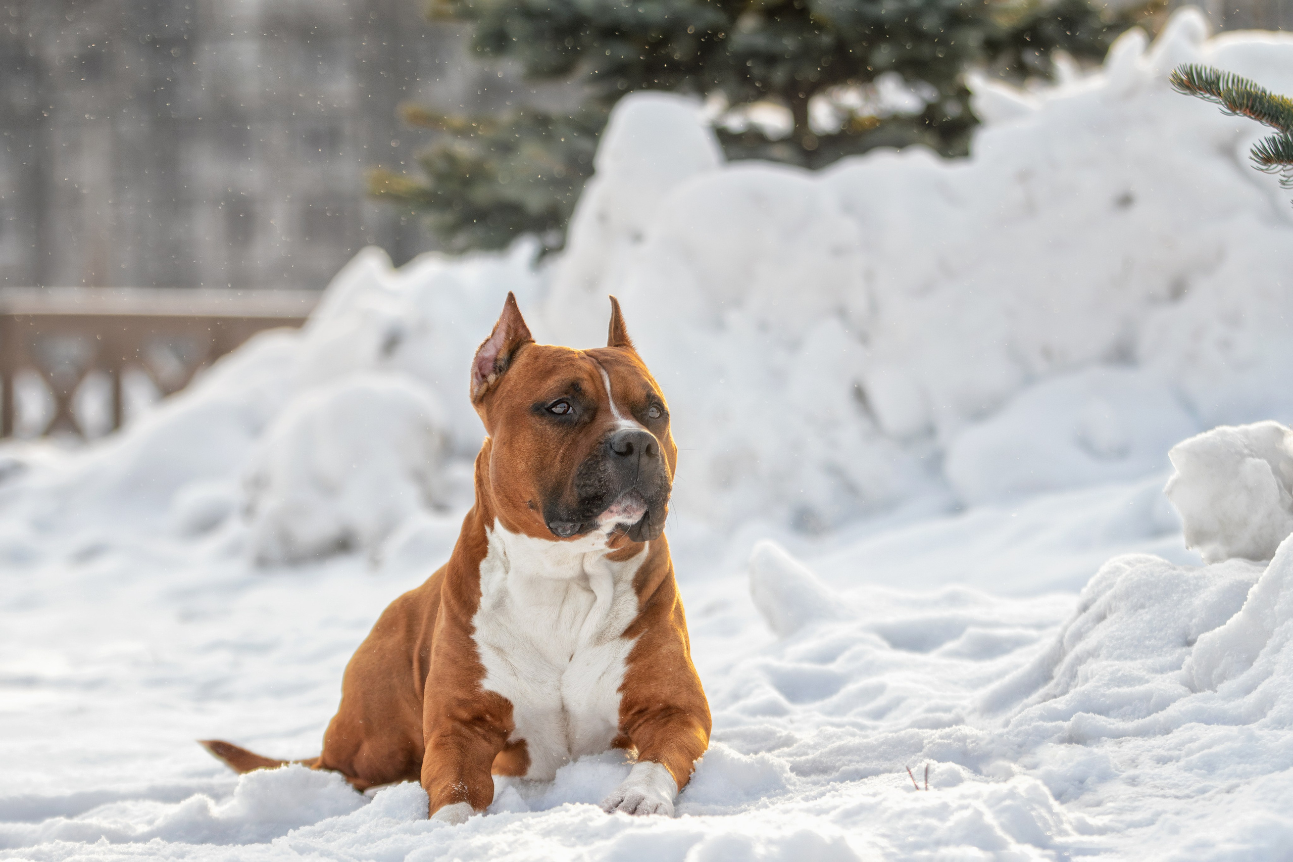 Собаки. Фотограф-анималист Юлия Зубкова