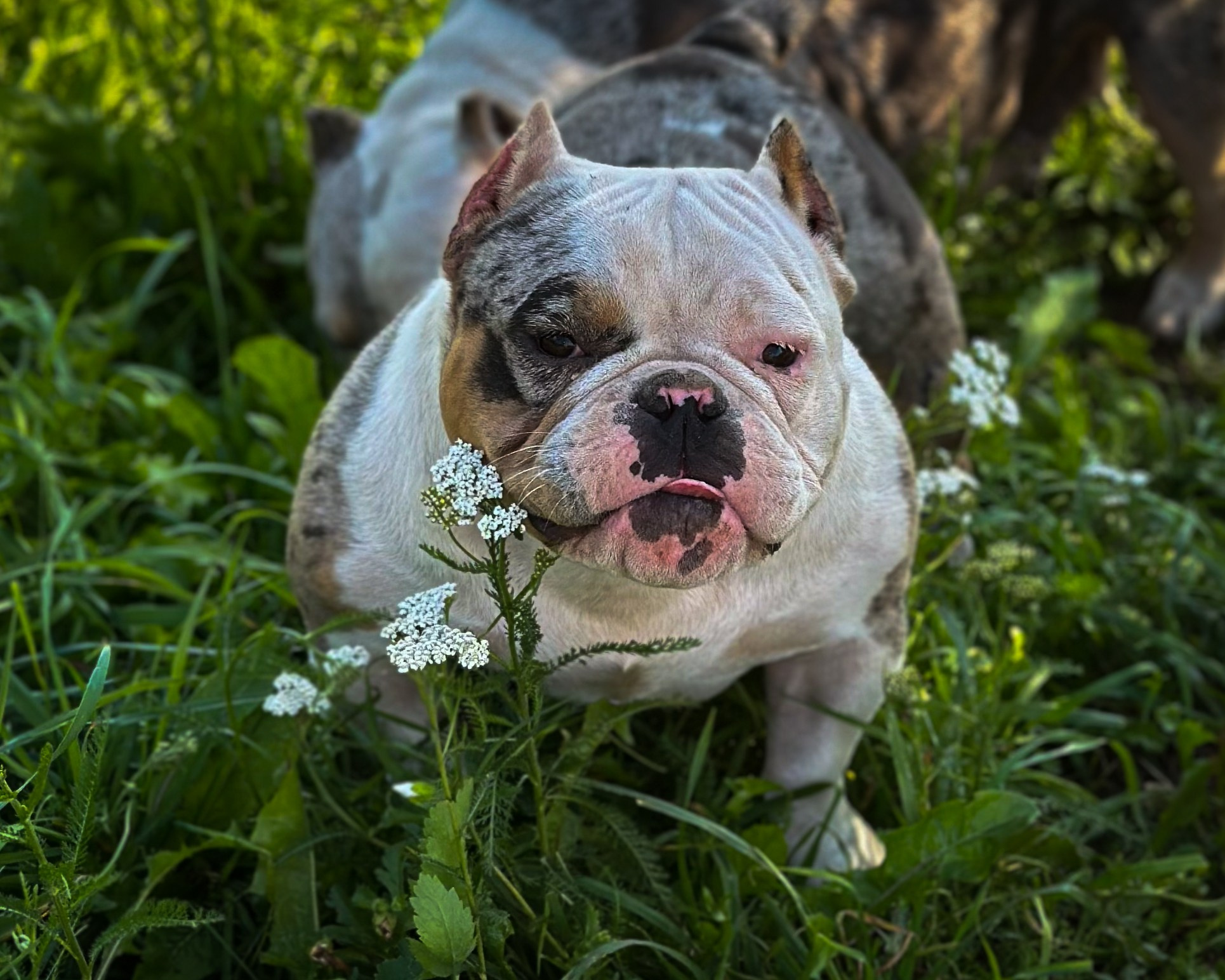 Saint-P Bully's Dynasty. Питомник американских булли Bounty Pride Bully