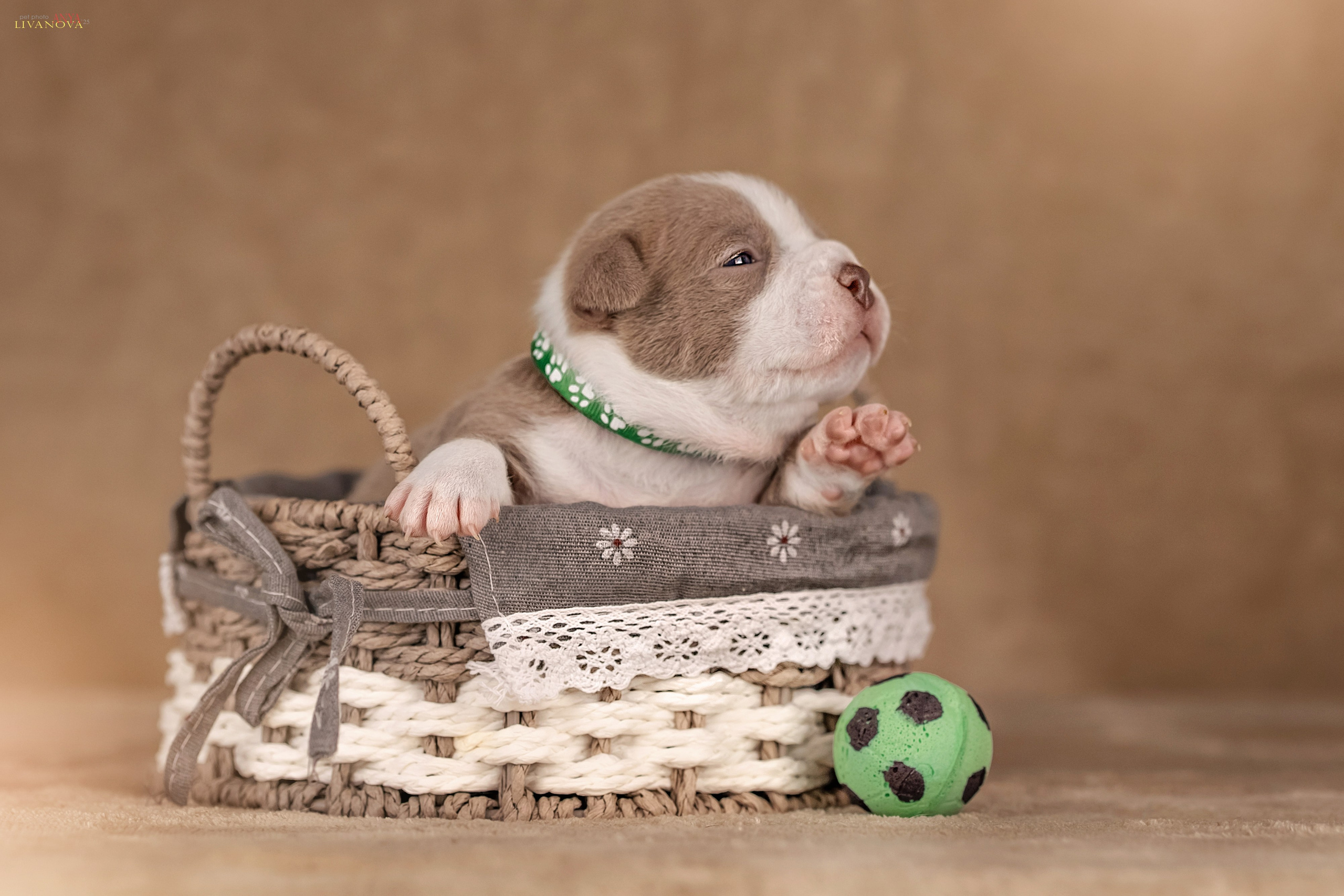 Амбулли. Фотограф анималист Аня Ливанова | Рыбинск