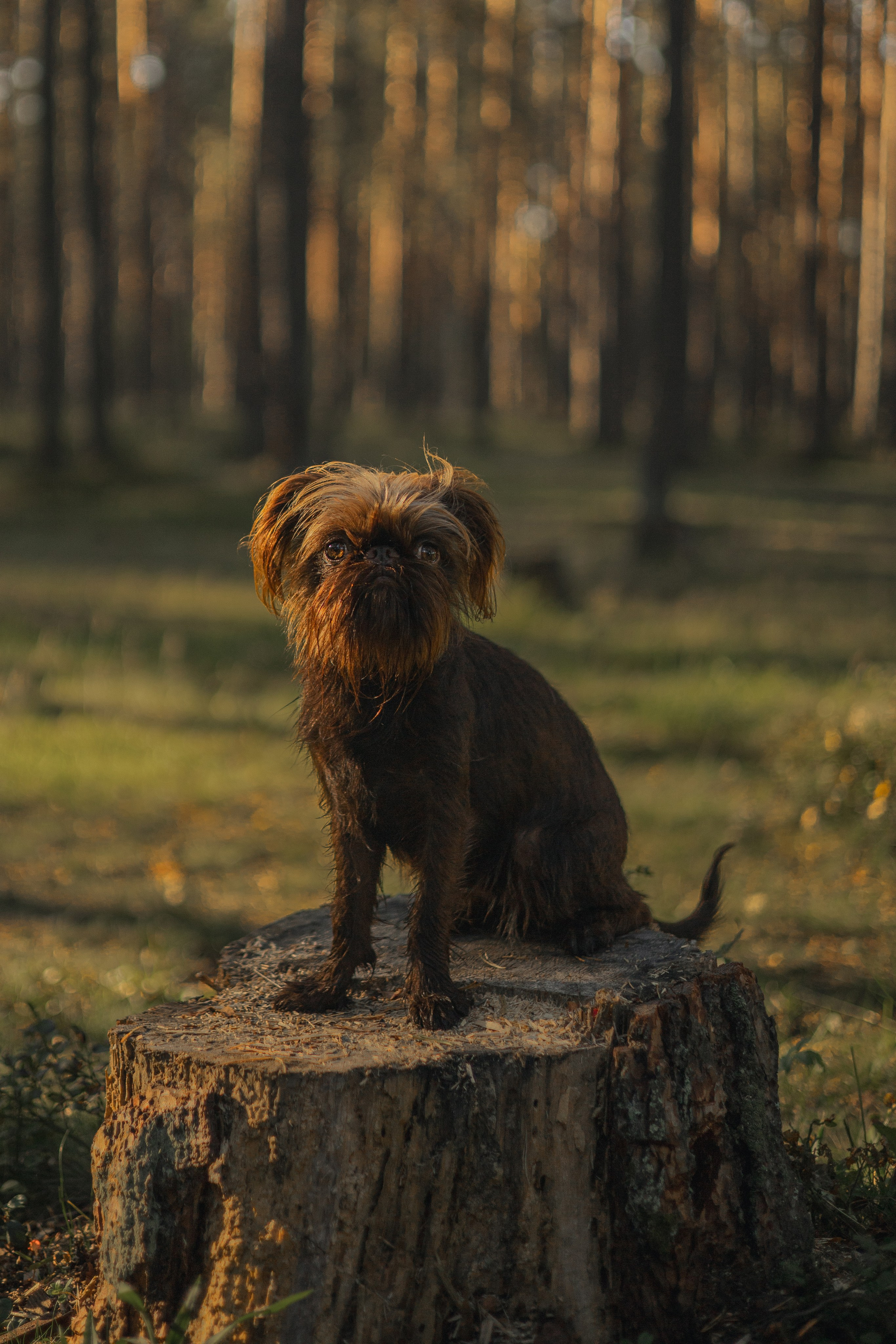 Катерина & Лунка. Фотограф — анималист •love-story•|Санкт-Петербург