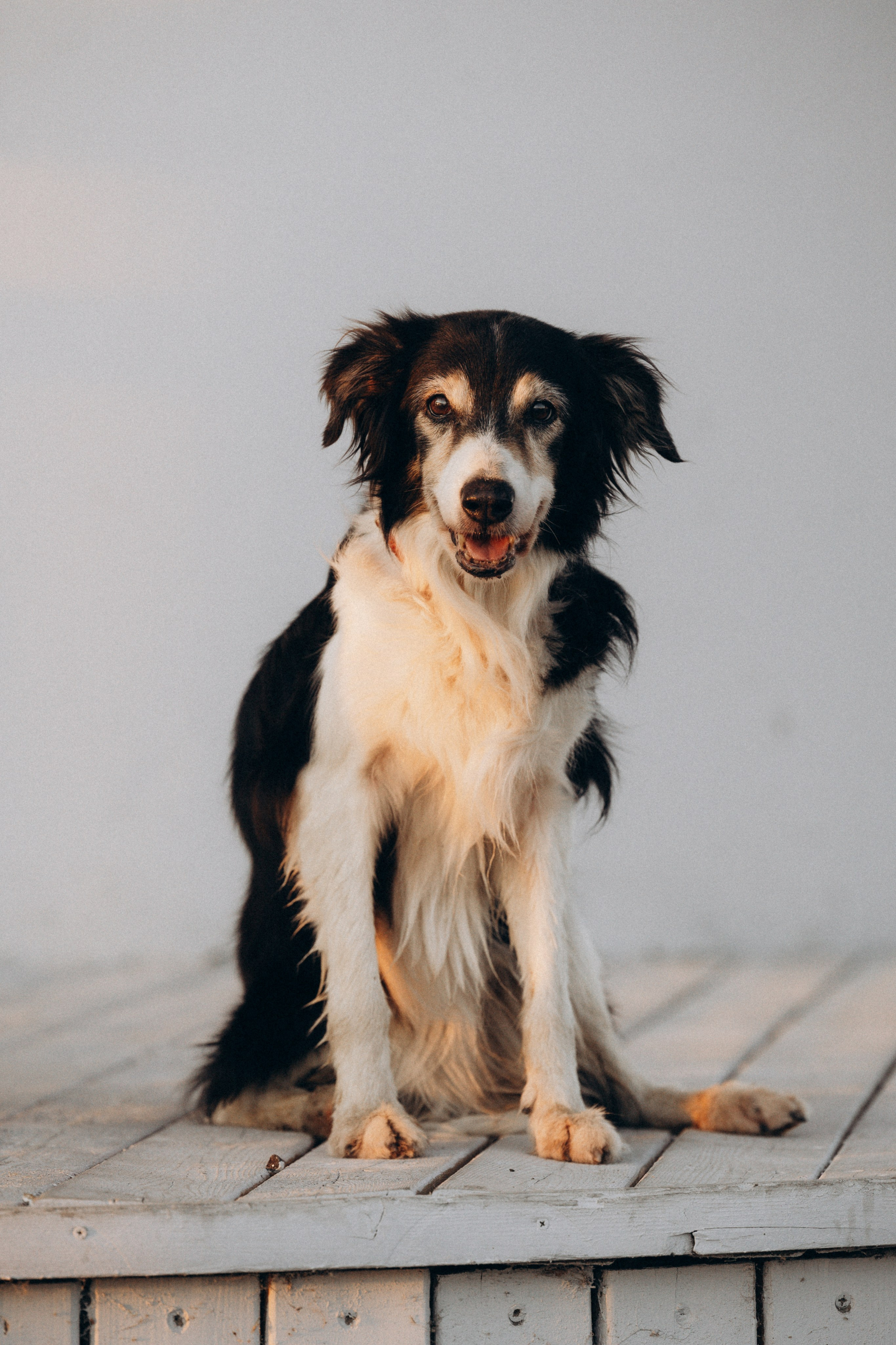 Алла и ее компания. Фотограф анималист в Казани Алина Сулейманова. Фотограф животных