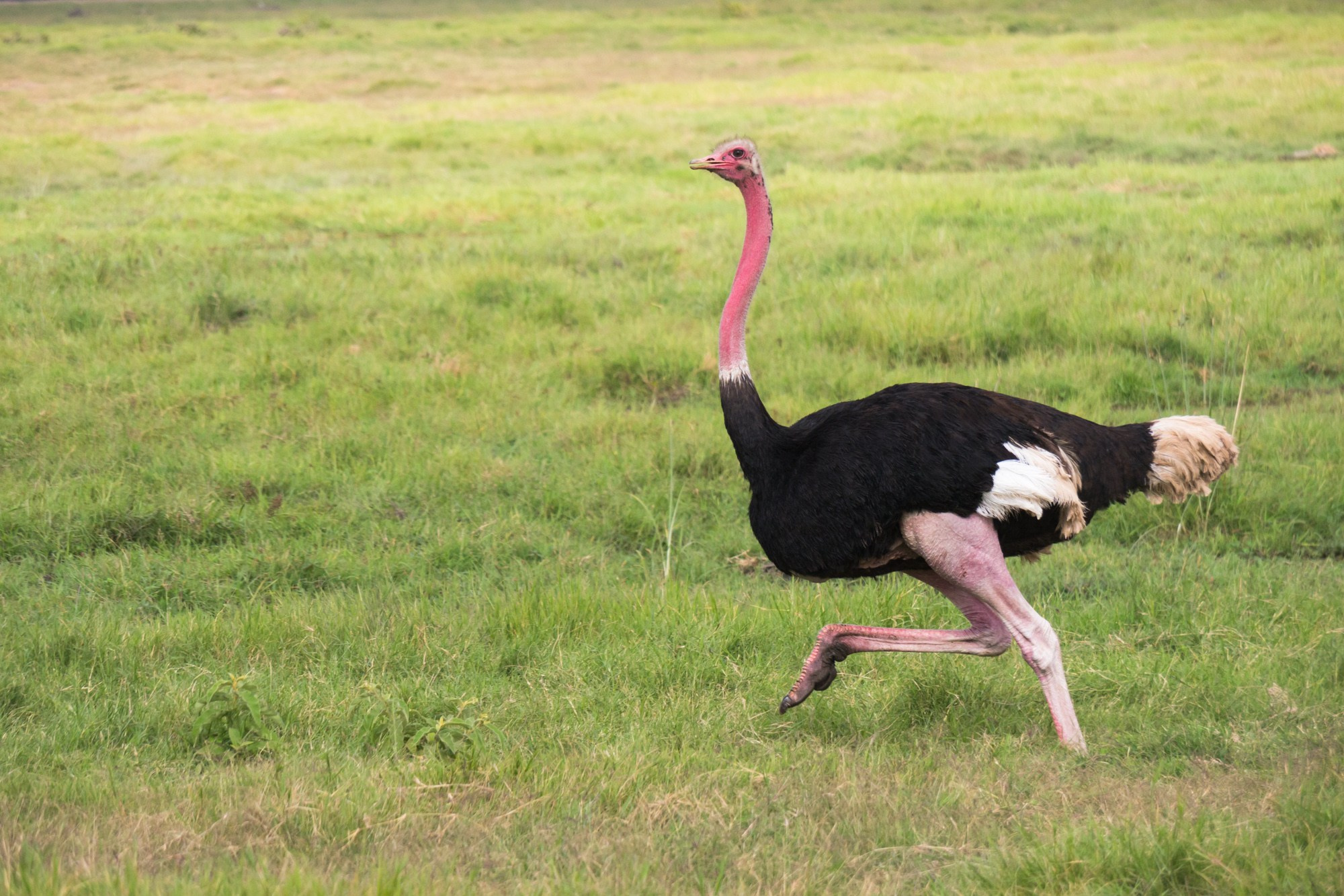 Африка. Кения. Фотосъёмка животных в африканской саванне. Фотограф Алексей Скоробогатько