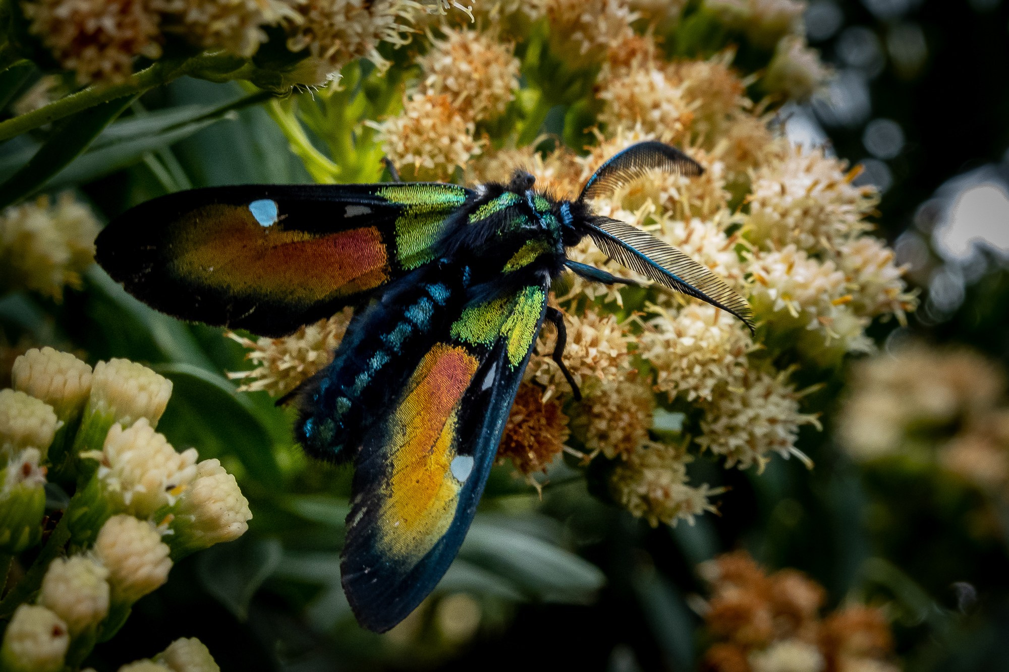 Монги (Mongui). Колумбия (Colombia). Фотограф Алексей Скоробогатько