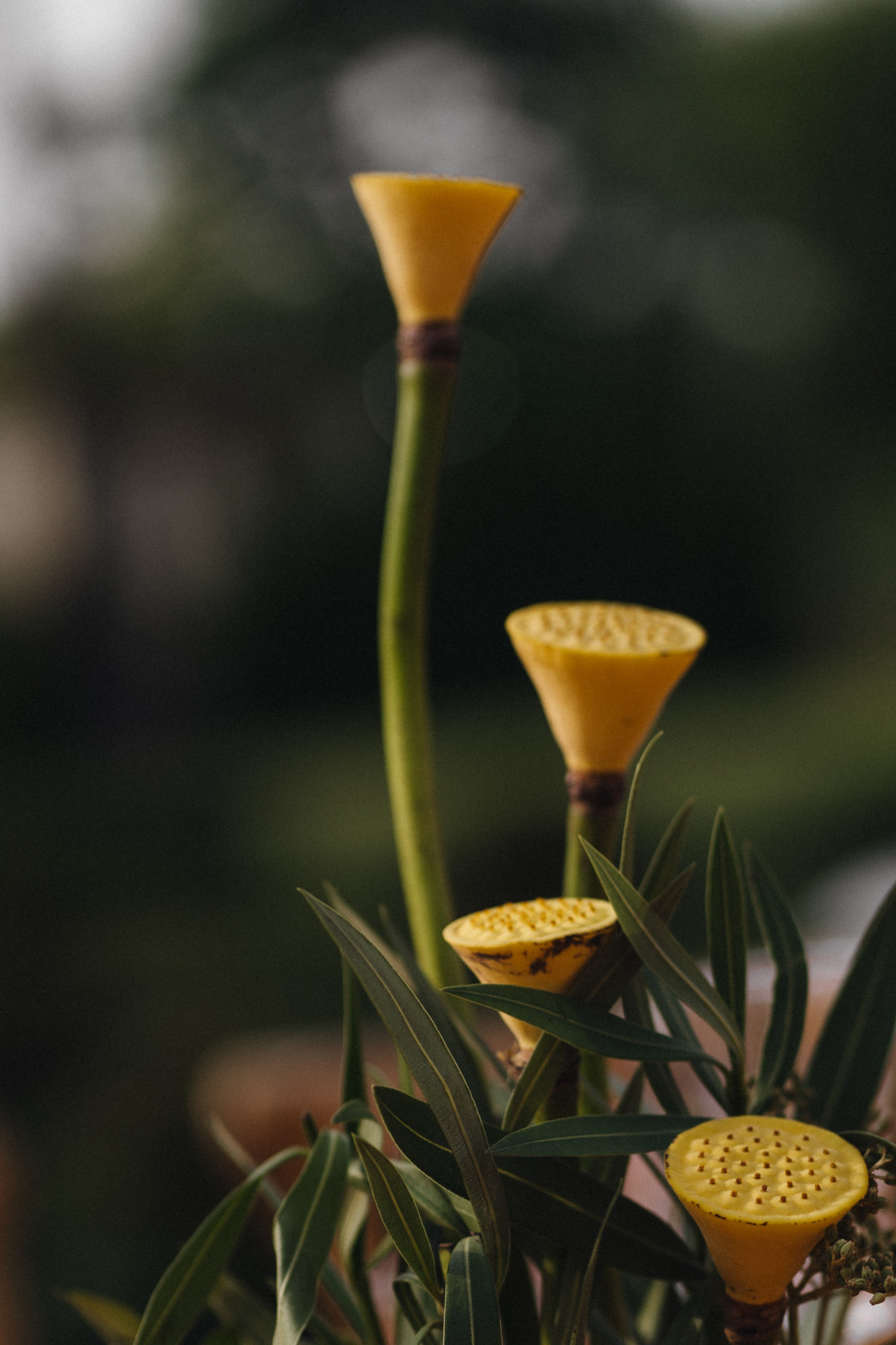 Italian party. Свадебный фотограф в Краснодаре и Сочи Винидиктова Екатерина