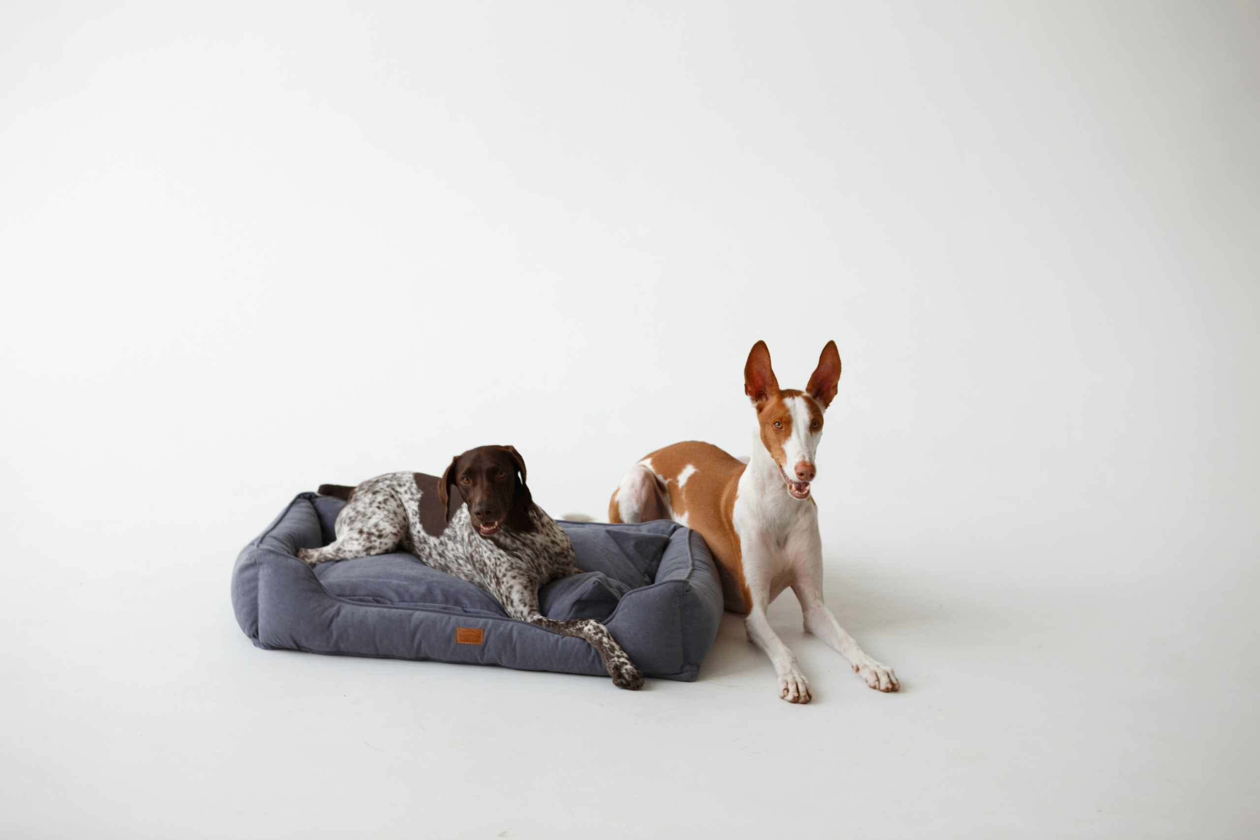 Boonwood Pets лежанки для животных. Фотограф анималист Кристина Карпова, Москва