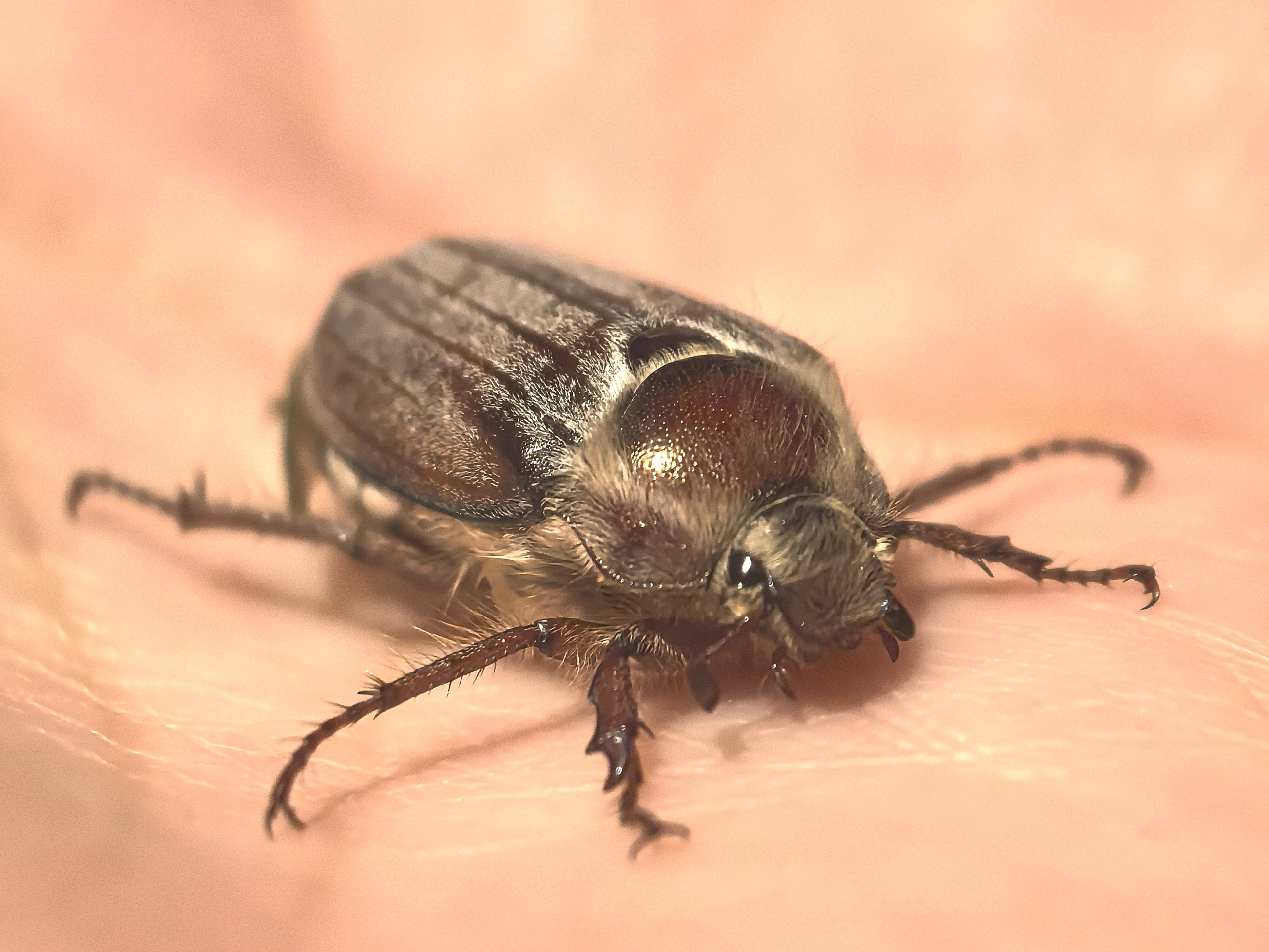ПочтиМАКРО. Школьные выпускные альбомы в Москве Марина Николаева