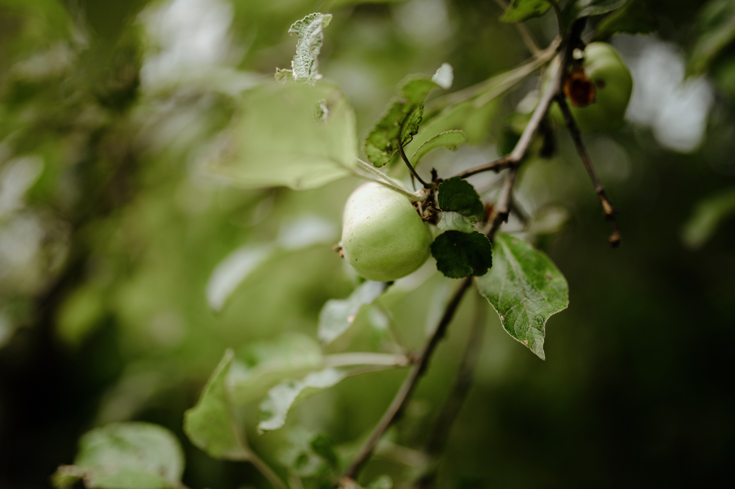 Съёмка свадебного декора. 100-й пруд. Свадебный фотограф Константинова Елена