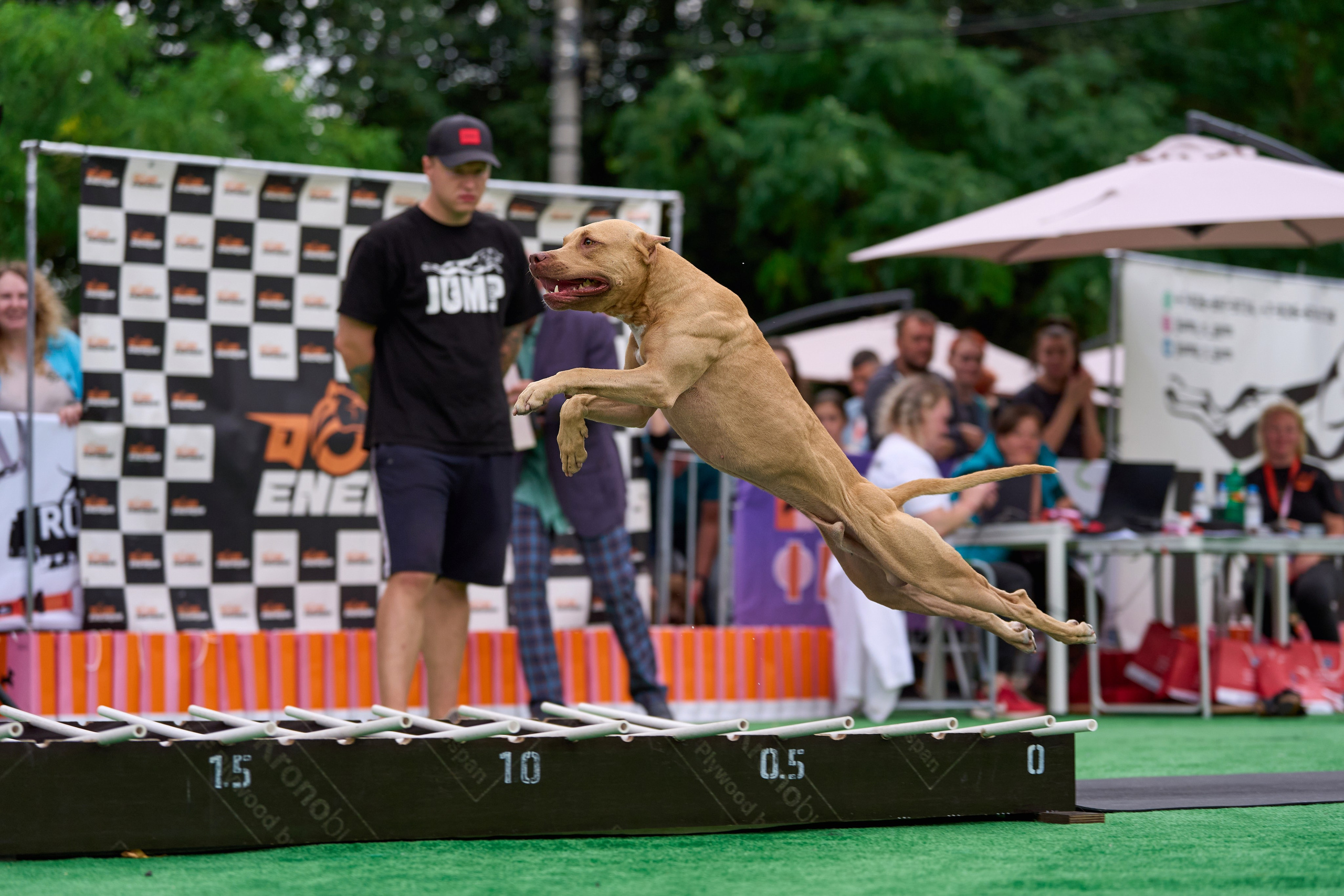 4 лапы Фест. Многоборье. Фотограф-анималист Михаил Манухин