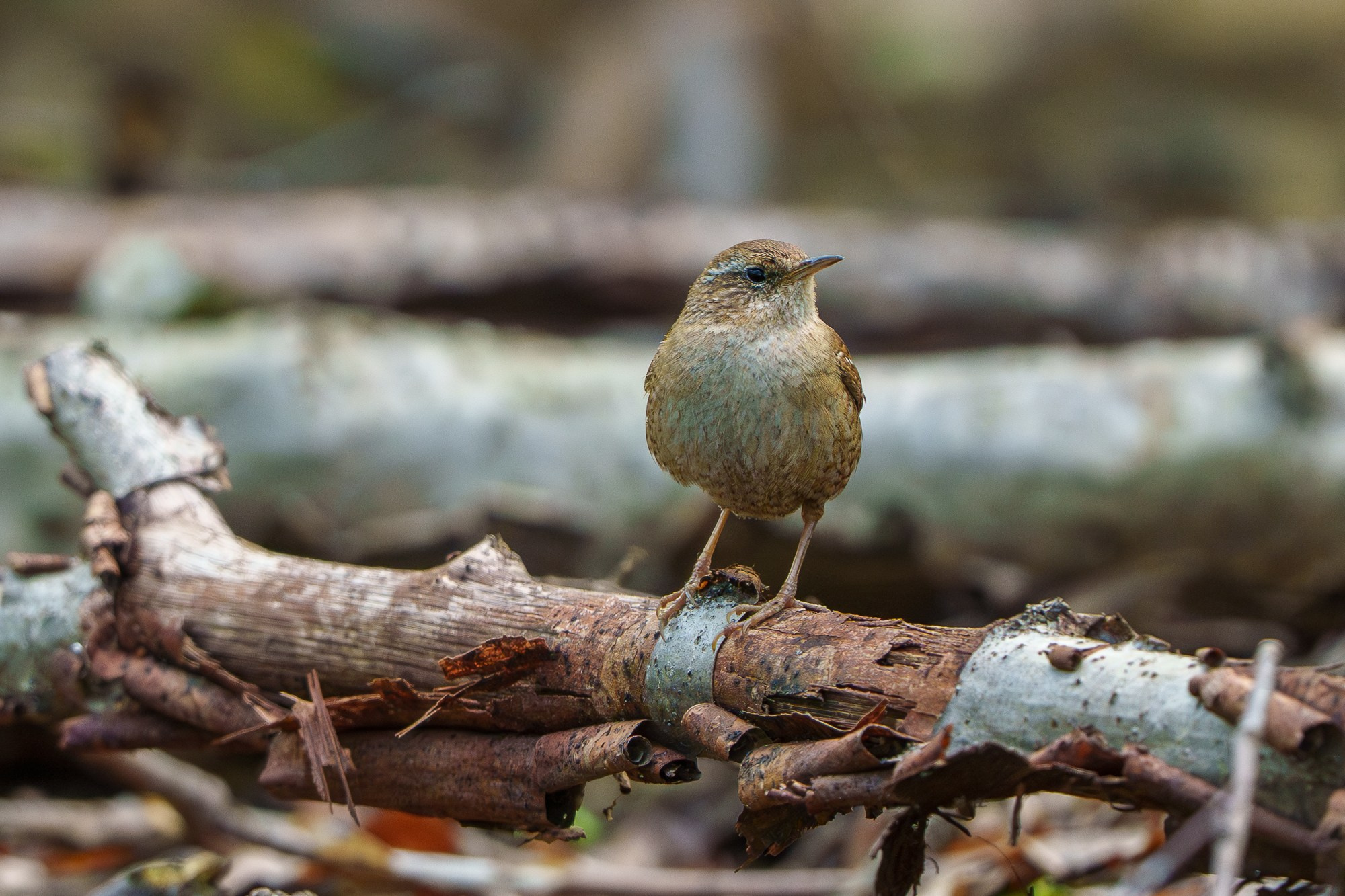 Удивительные мир птиц. Вокруг нас столько прекрасного — присмотритесь!. Ваш личный фотограф Марина Волкова