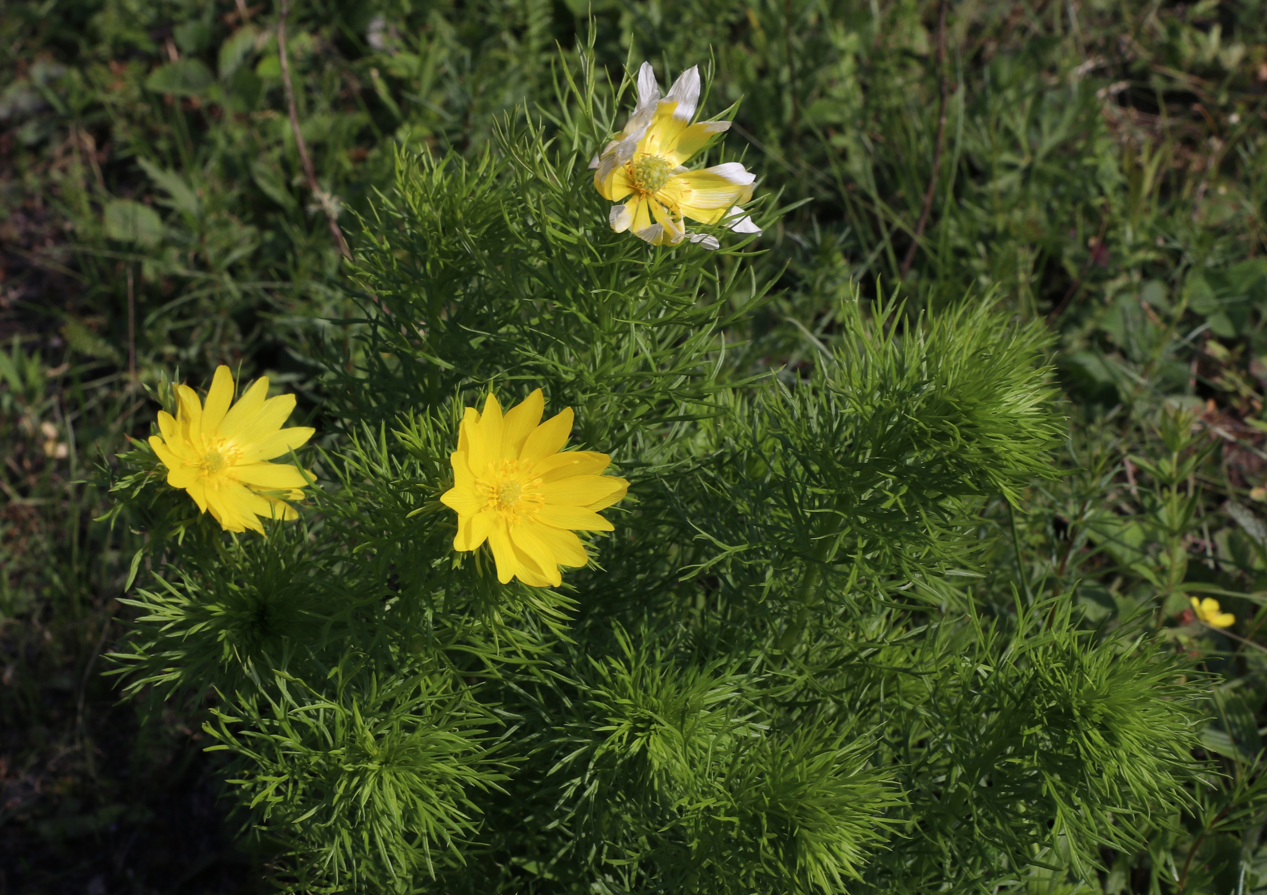 Велопоход Уфа — Мелеуз. Май 2024. Путешественник-фотограф из Санкт-Петербурга Татьяна Свистулина