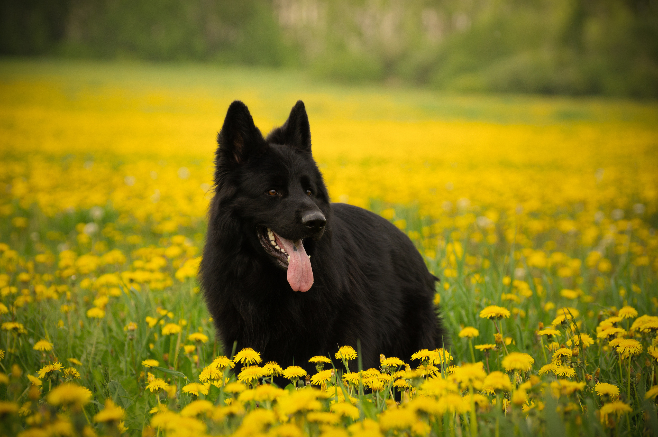 Сицилия и Кай. Фотограф-анималист Анастасия Большакова